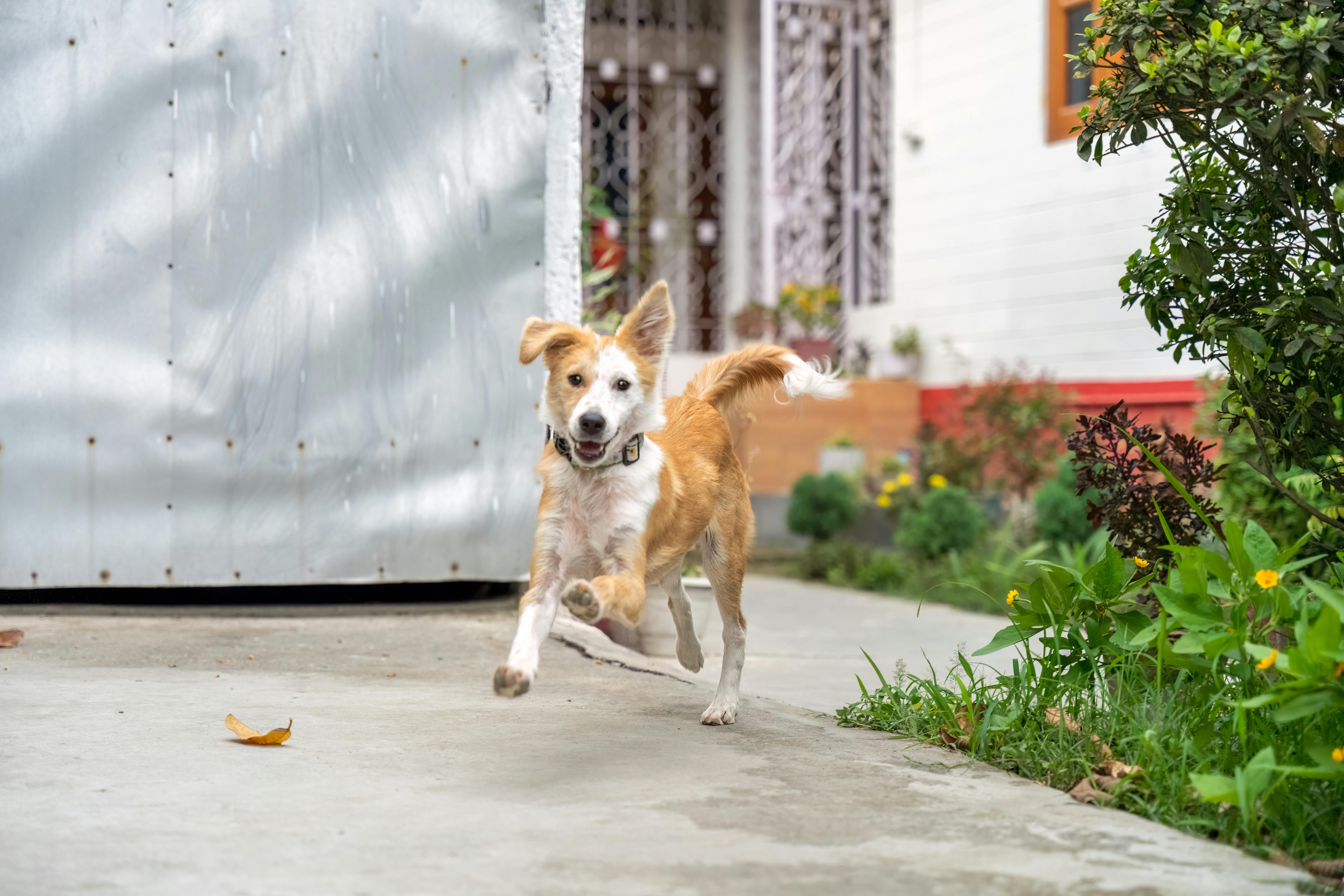 Hill's Pet Nutrition launches combination therapeutic diet supporting weight loss and mobility in cats — Photo by Pragyan Bez