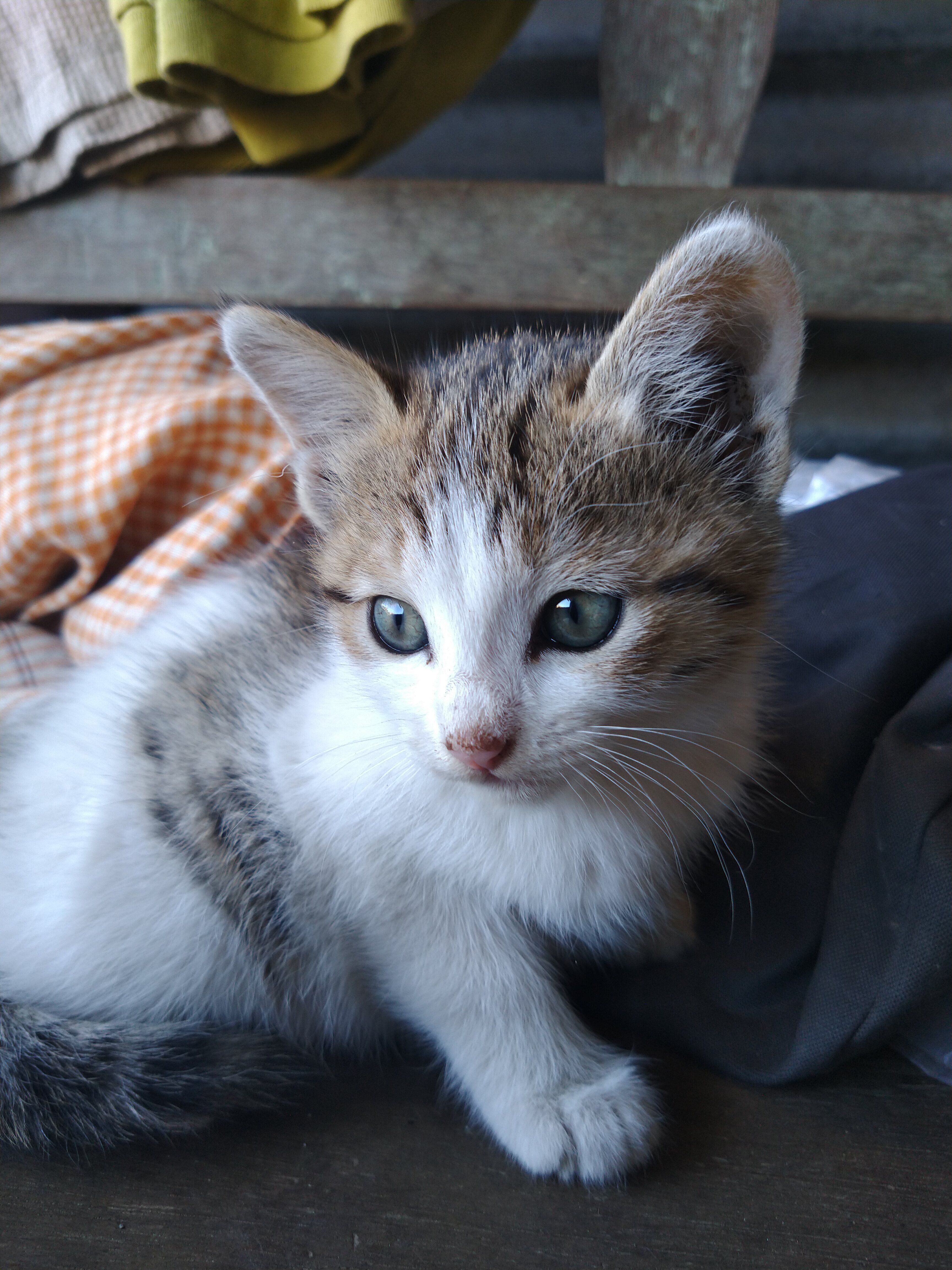 A cute tabby kitten sitting indoors in Athokpam, Manipur, India, showcasing its playful nature and charm.