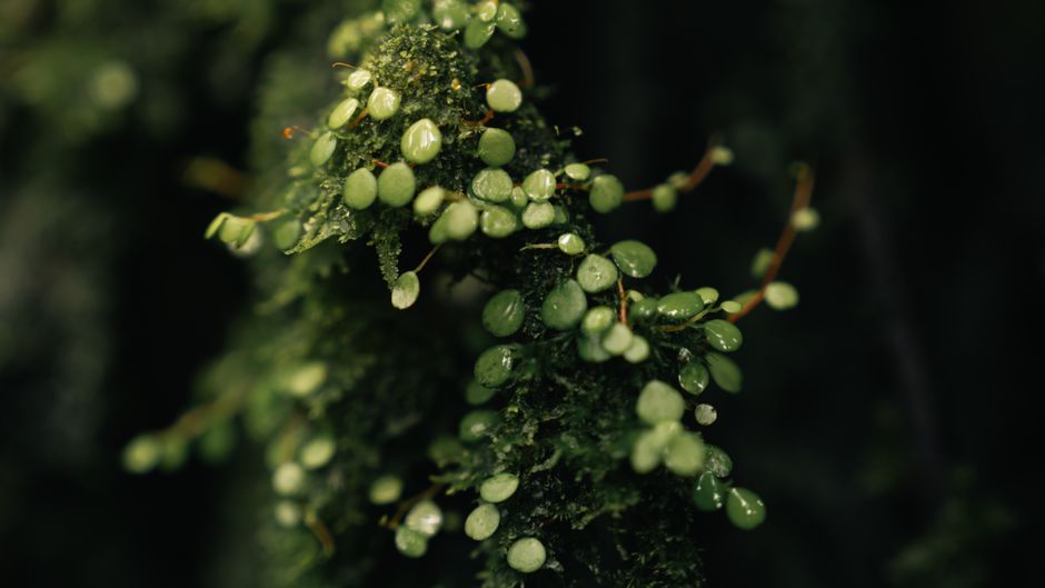Macro shot of vibrant ferns in Bajos del Toro, Costa Rica, highlighting lush greenery.