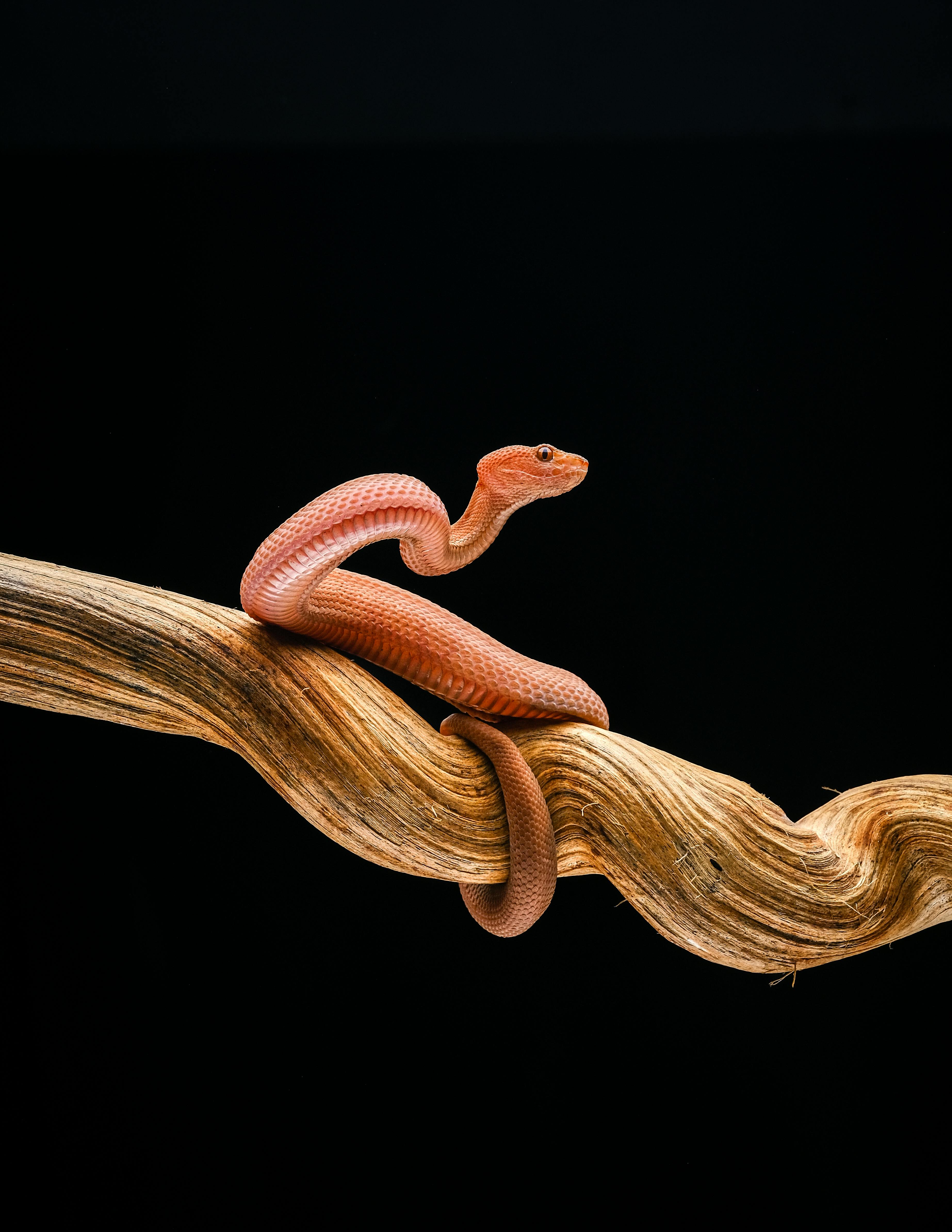 Free stock photo of animal, black background, close up