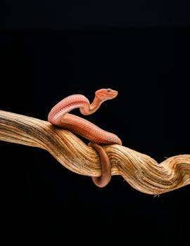 Close-up of a red snake coiled on a dry branch against a black background, highlighting its texture and color.