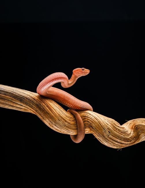 Close-up of a red snake coiled on a dry branch against a black background, highlighting its texture and color.