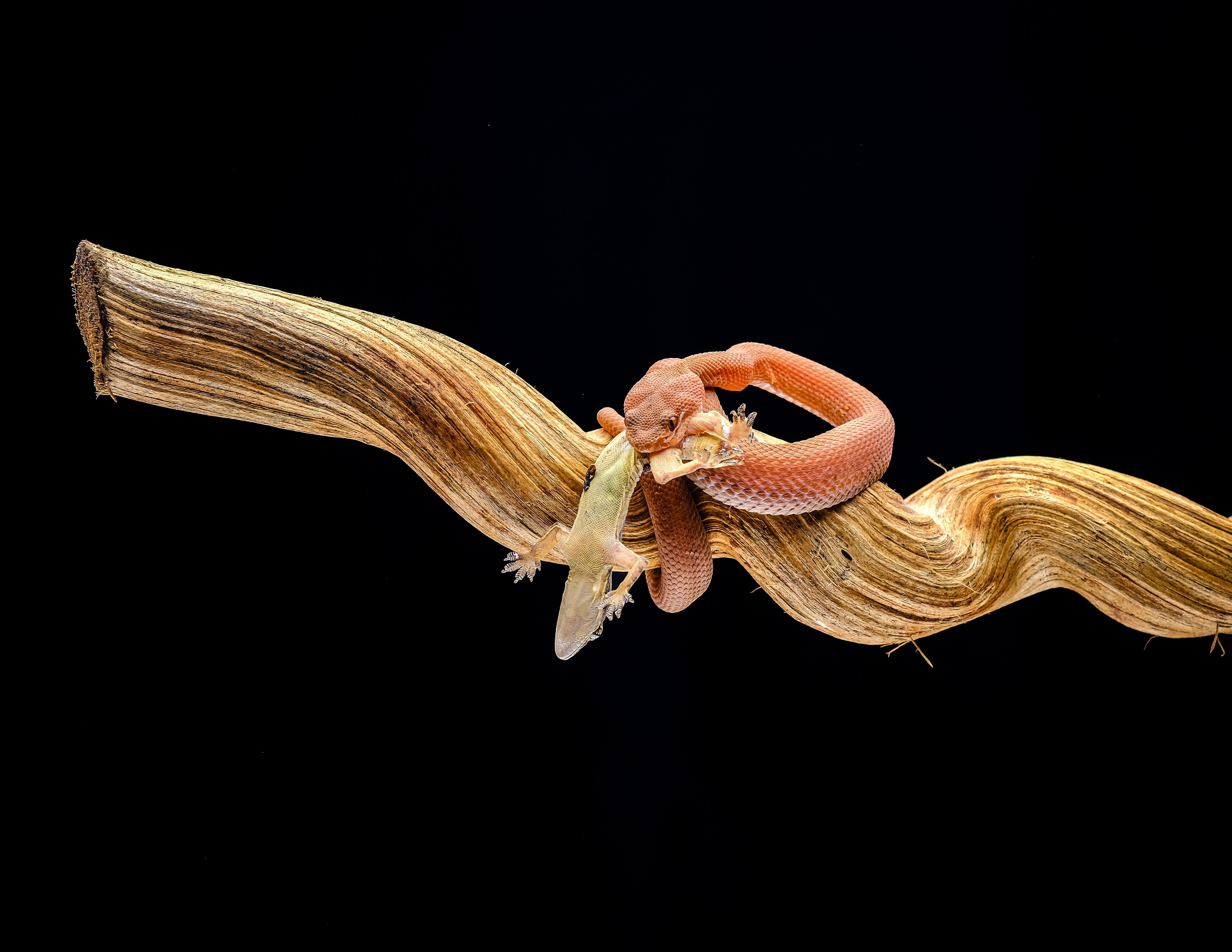 Red Snake Attacking Lizard on Dry Branch · Free Stock Photo