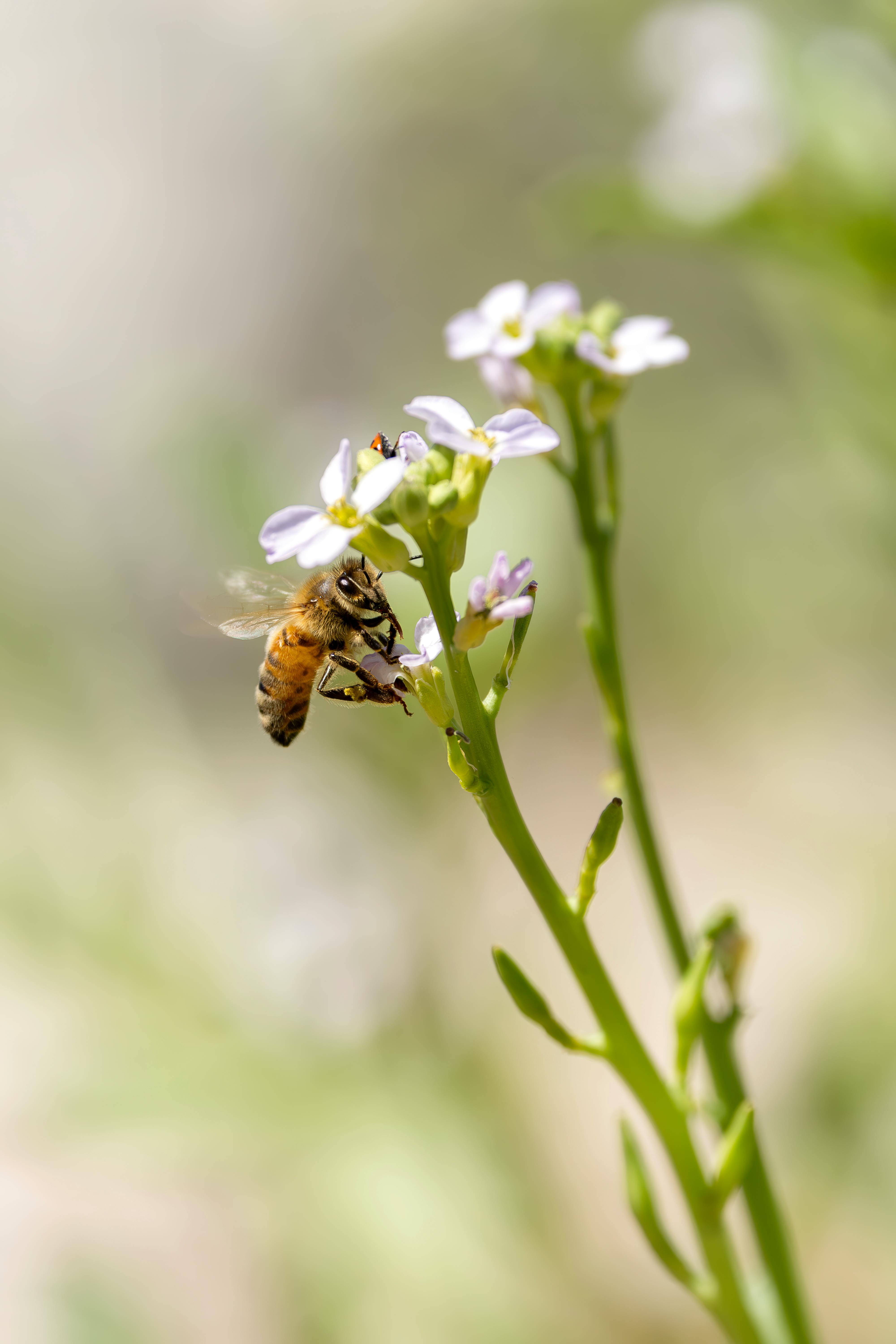 Honey bee pollinating a wildflower in New South Wales, Australia.