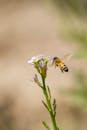 Honeybee Near Flower in New South Wales