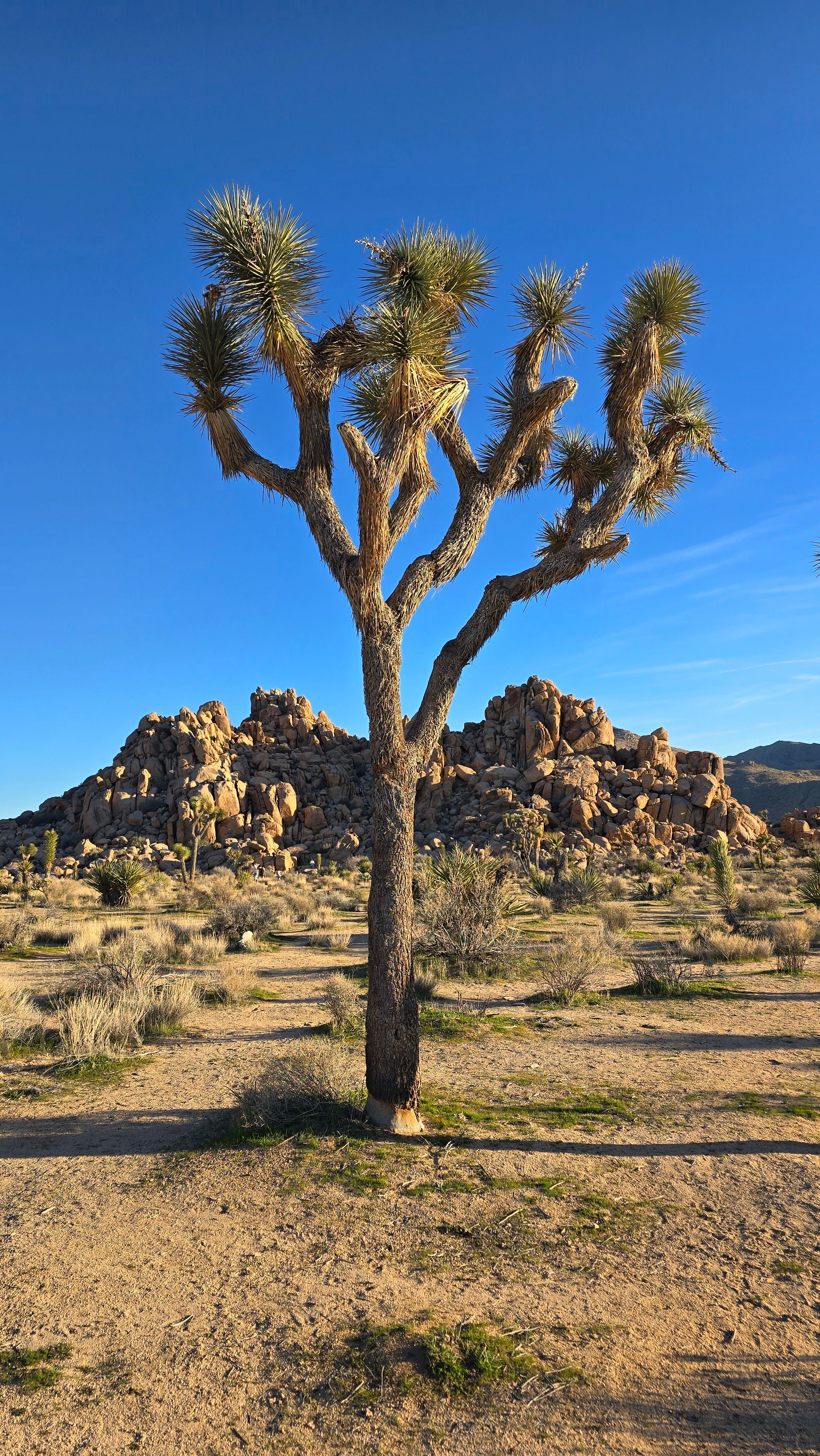 Stunning Joshua Tree in California Desert Landscape · Free Stock Photo