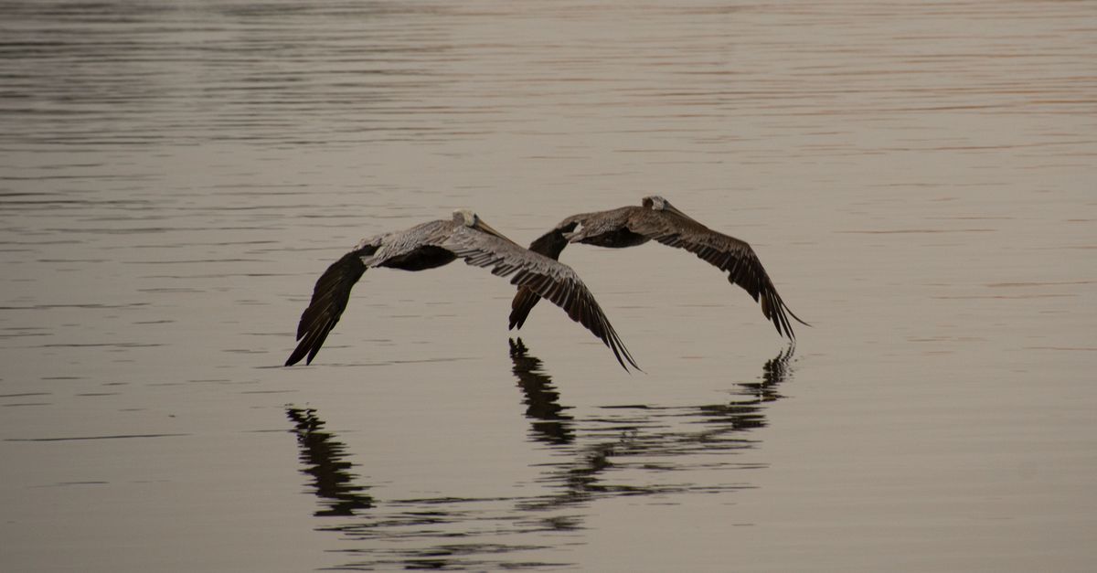 Two pelicans soar in unison above a tranquil bay, reflecting in the calm water.