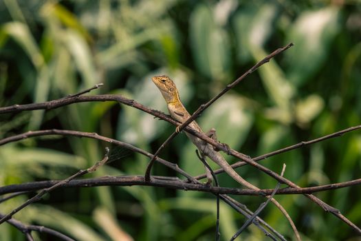 chameleon photo