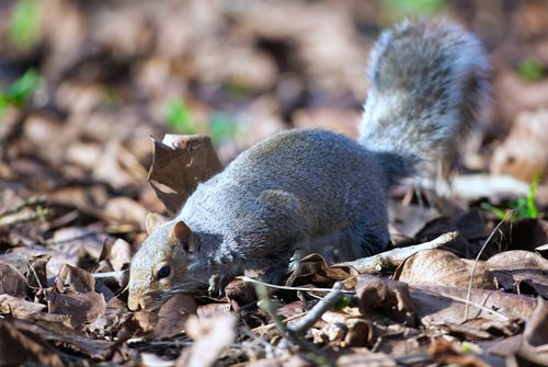 Free Close-up of a gray squirrel searching for food among autumn leaves in a forest setting. Stock Photo