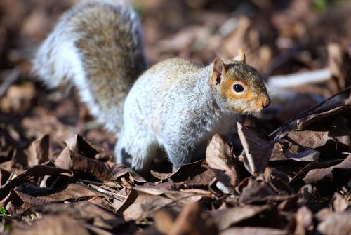 Free A grey squirrel (Sciurus carolinensis) among fallen autumn leaves, showcasing natural wildlife behavior. Stock Photo