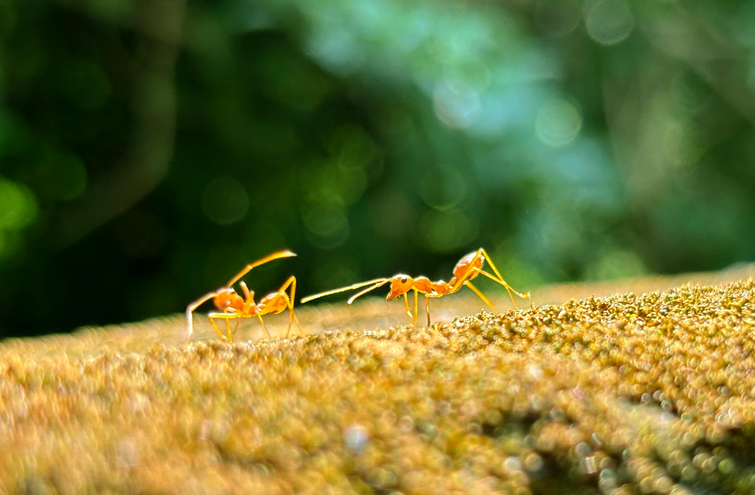 Ants Engage in Active Teaching Behavior Through Tandem Running to Guide Foragers