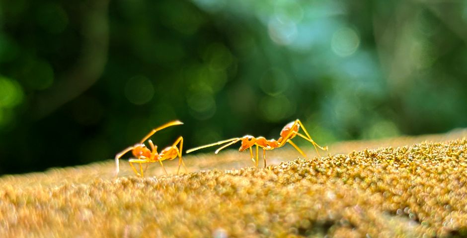 Ants walking along a surface — a single ant trail is usually a DIY job