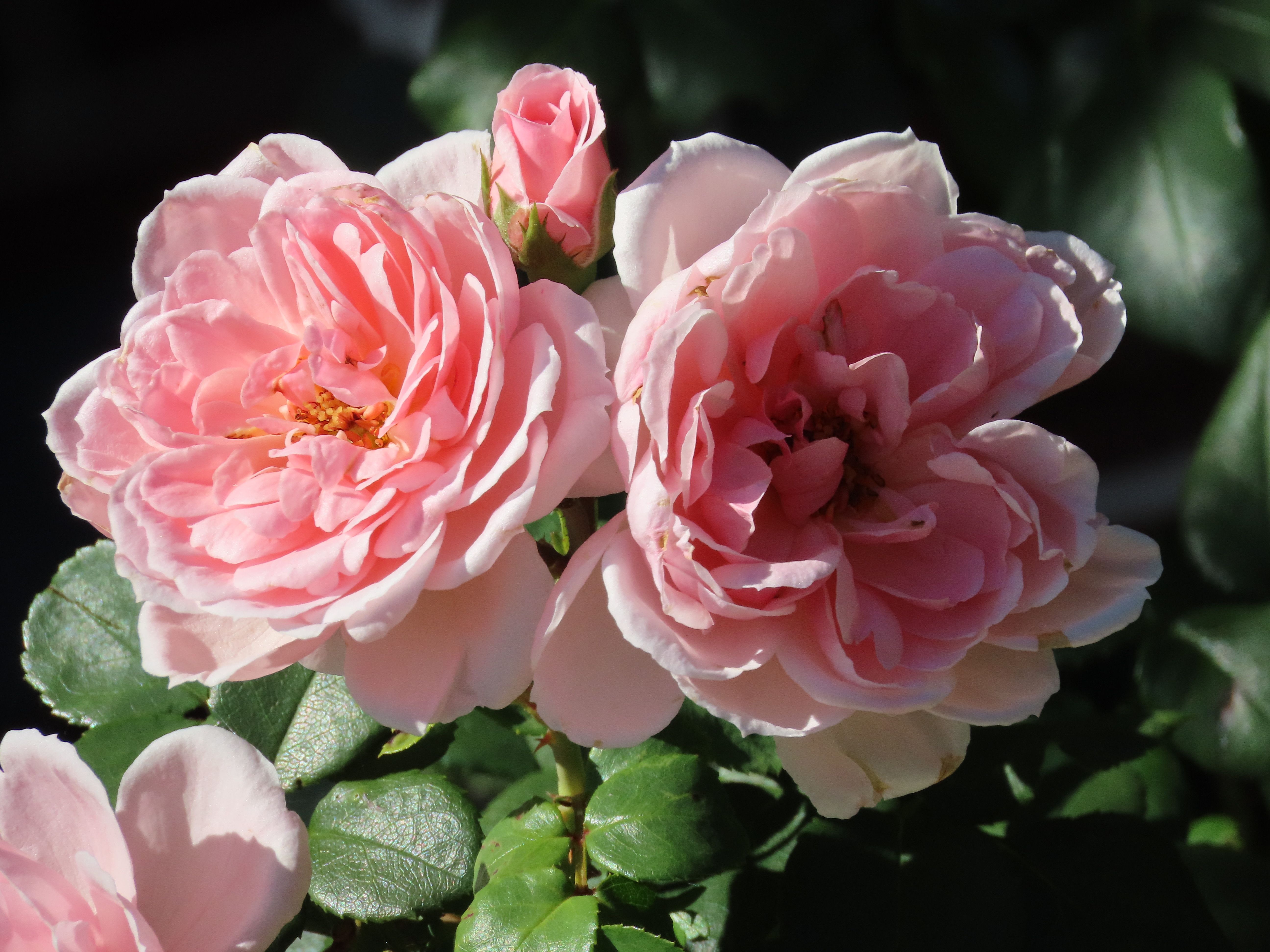 Beautiful Pink Roses in Full Bloom Outdoors · Free Stock Photo