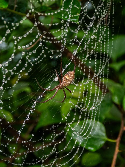 Free Macro shot of a spider and dew on a web against lush green foliage. Stock Photo
