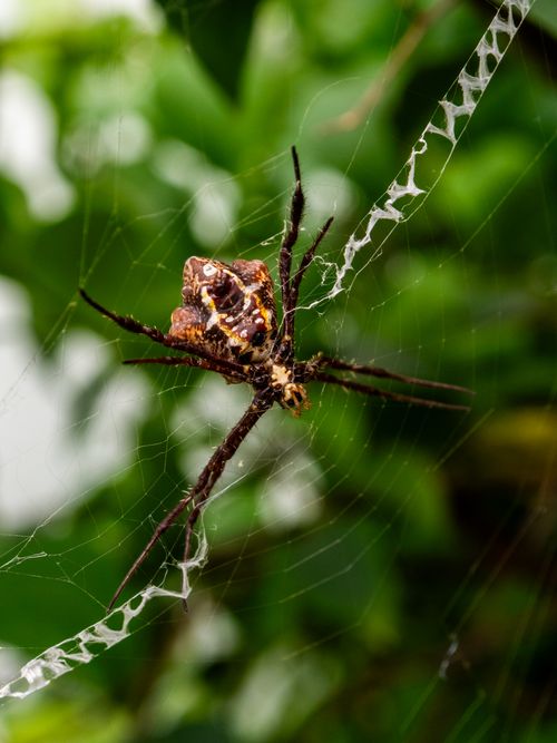 Free Vibrant close-up of an orb-weaver spider sitting on its web against a green leafy background. Stock Photo