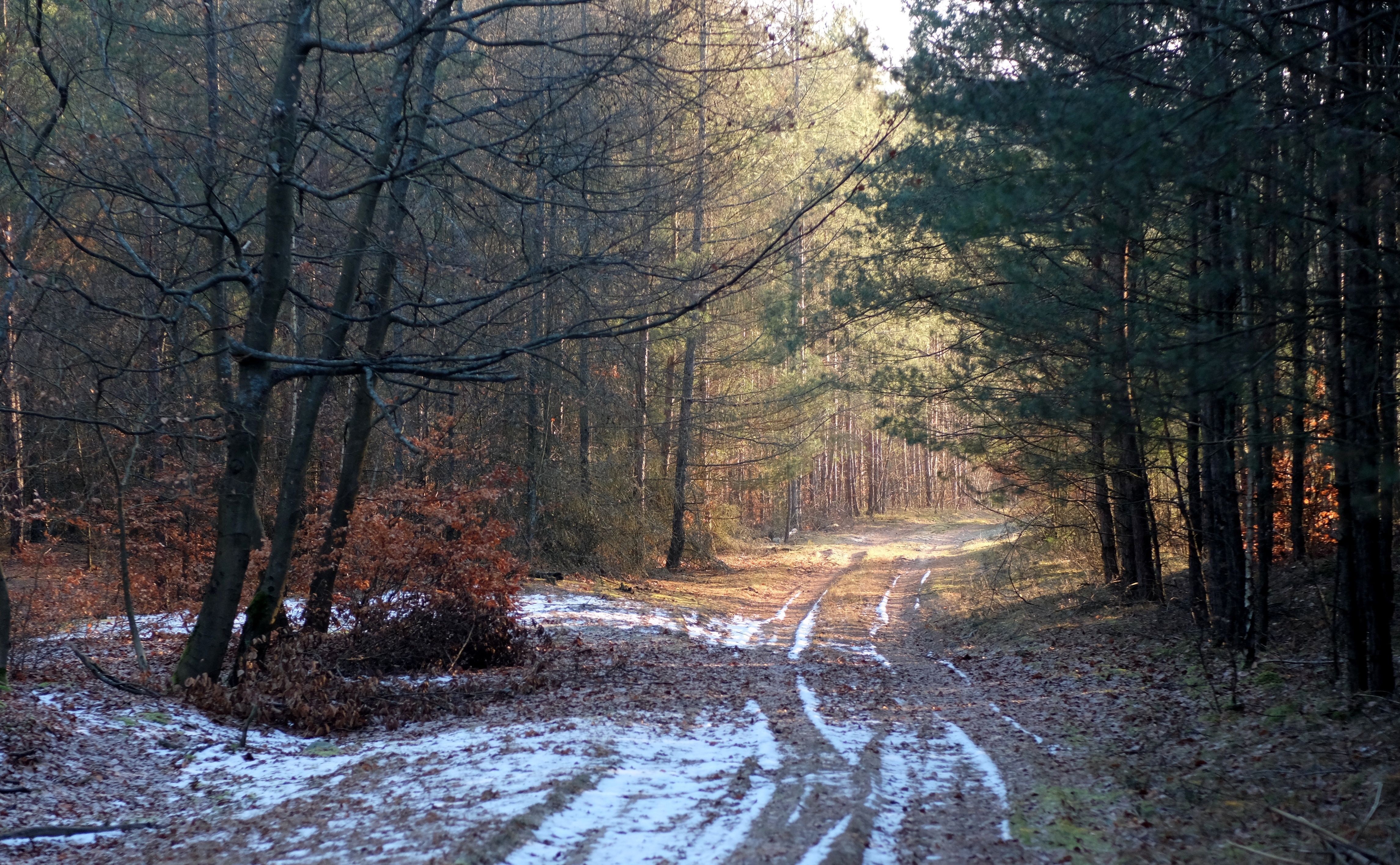 Tranquil Forest Path with Light Snow in Winter · Free Stock Photo
