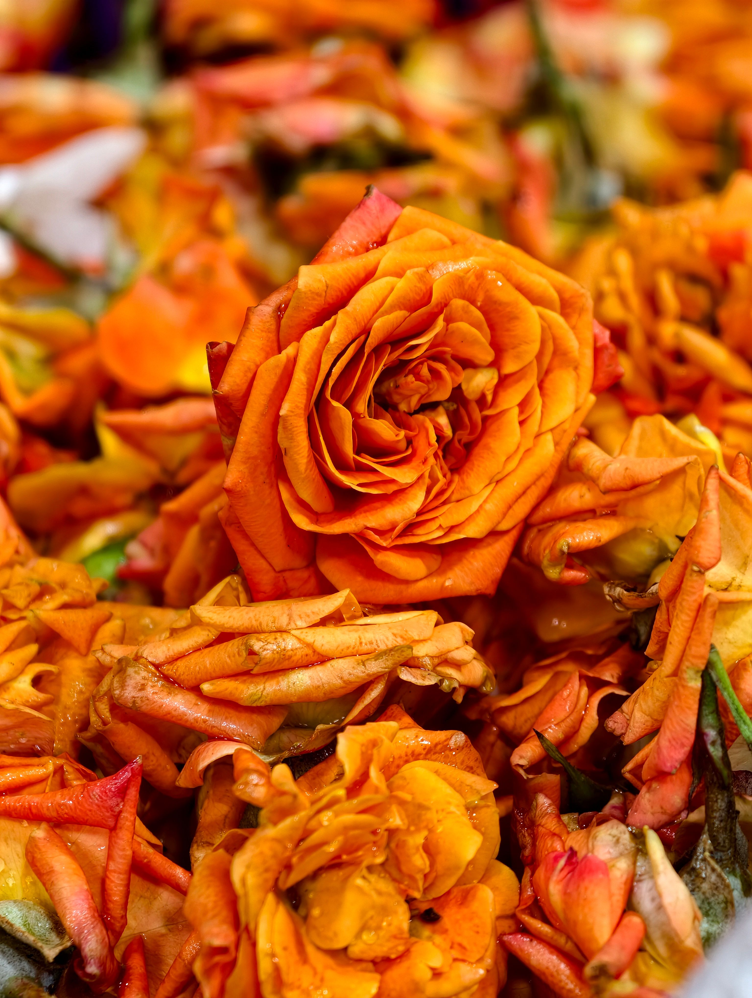 Vibrant Orange Roses in Full Bloom · Free Stock Photo