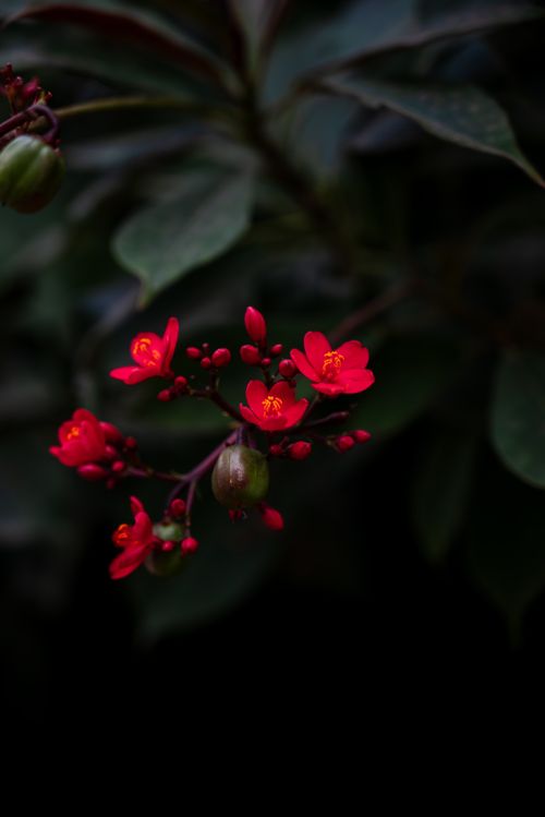 Free Close-up of vibrant red Jatropha flowers with delicate yellow stamens against a dark background. Stock Photo