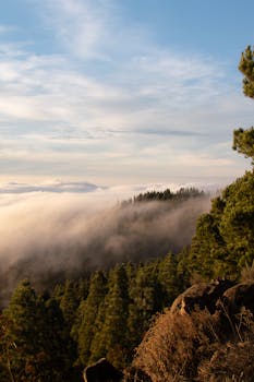 Serene sunrise over a misty forest in the Canary Islands, Spain.