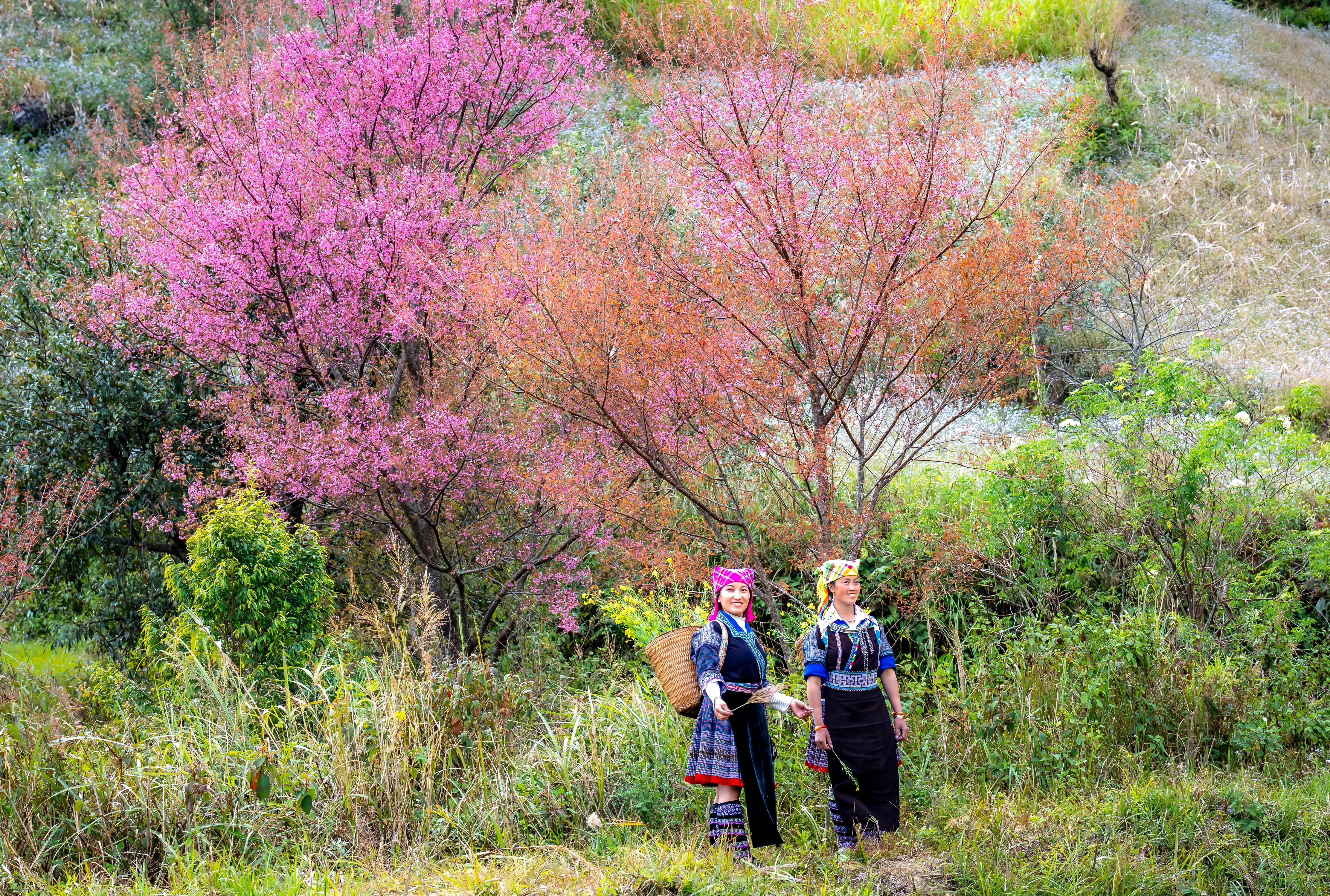 Traditional Hmong Women in Vibrant Cherry Blossom Landscape · Free ...