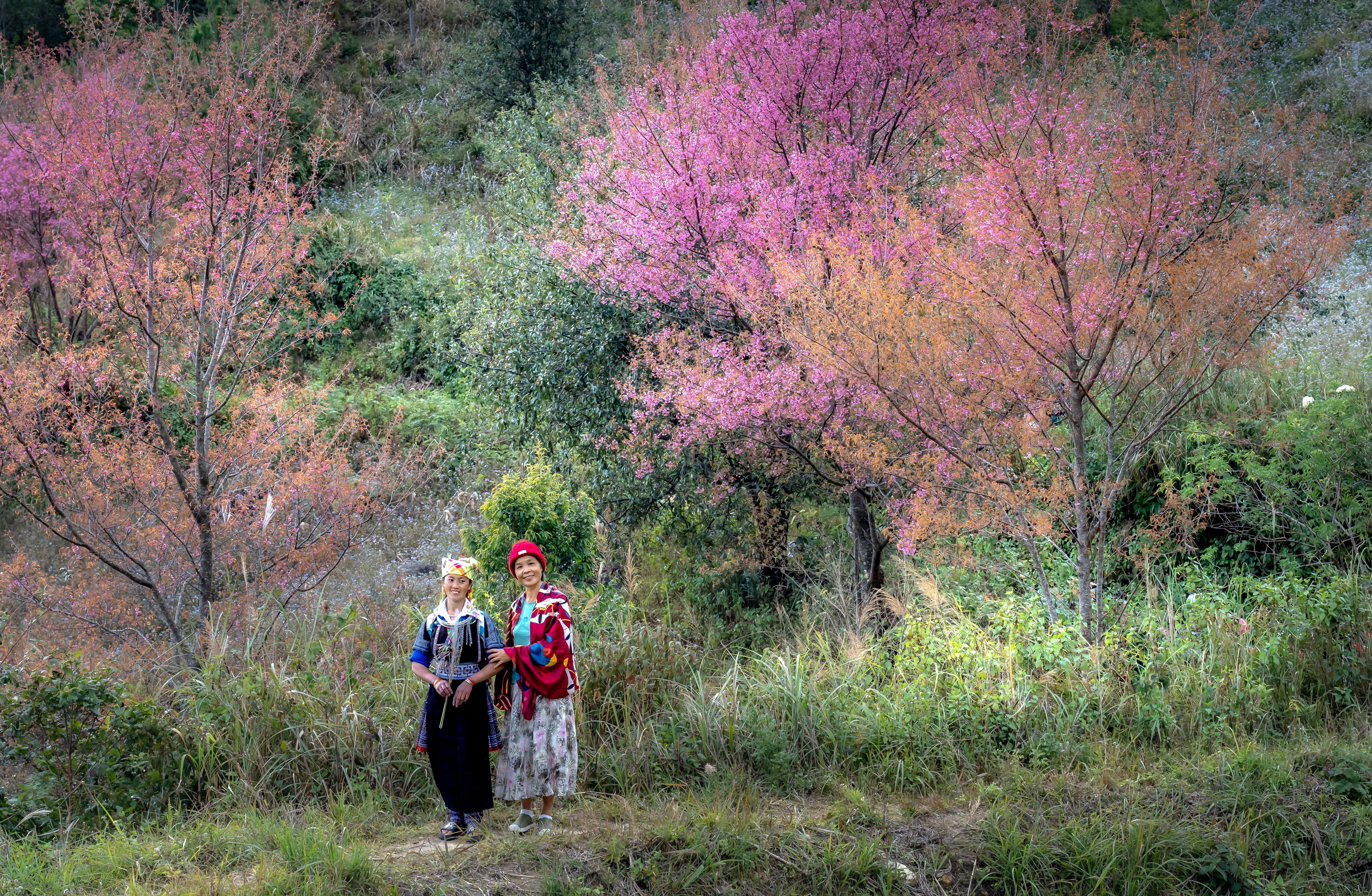 Traditional Hmong Women in Vibrant Cherry Blossom Landscape · Free ...