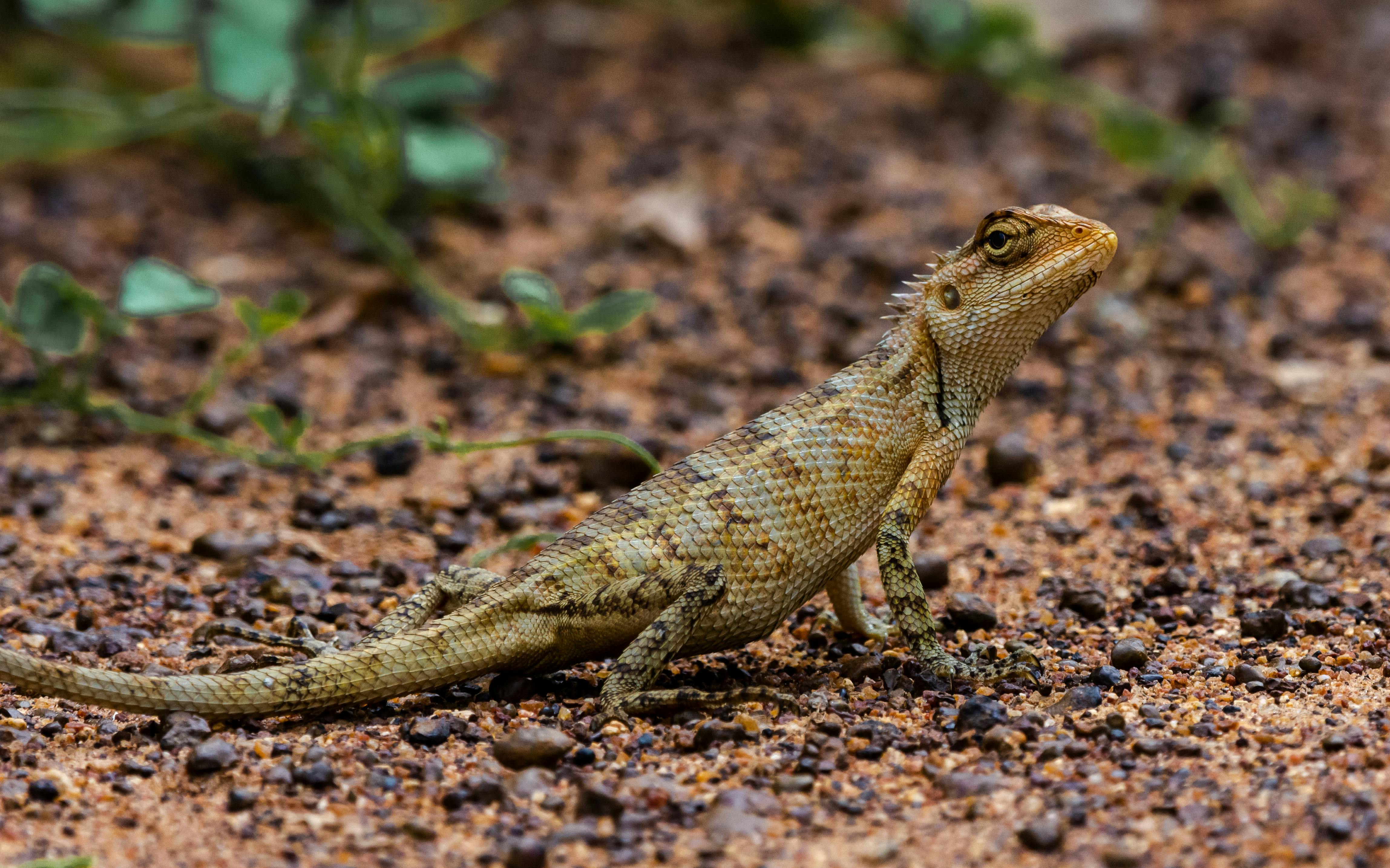 Brown Gecko · Free Stock Photo