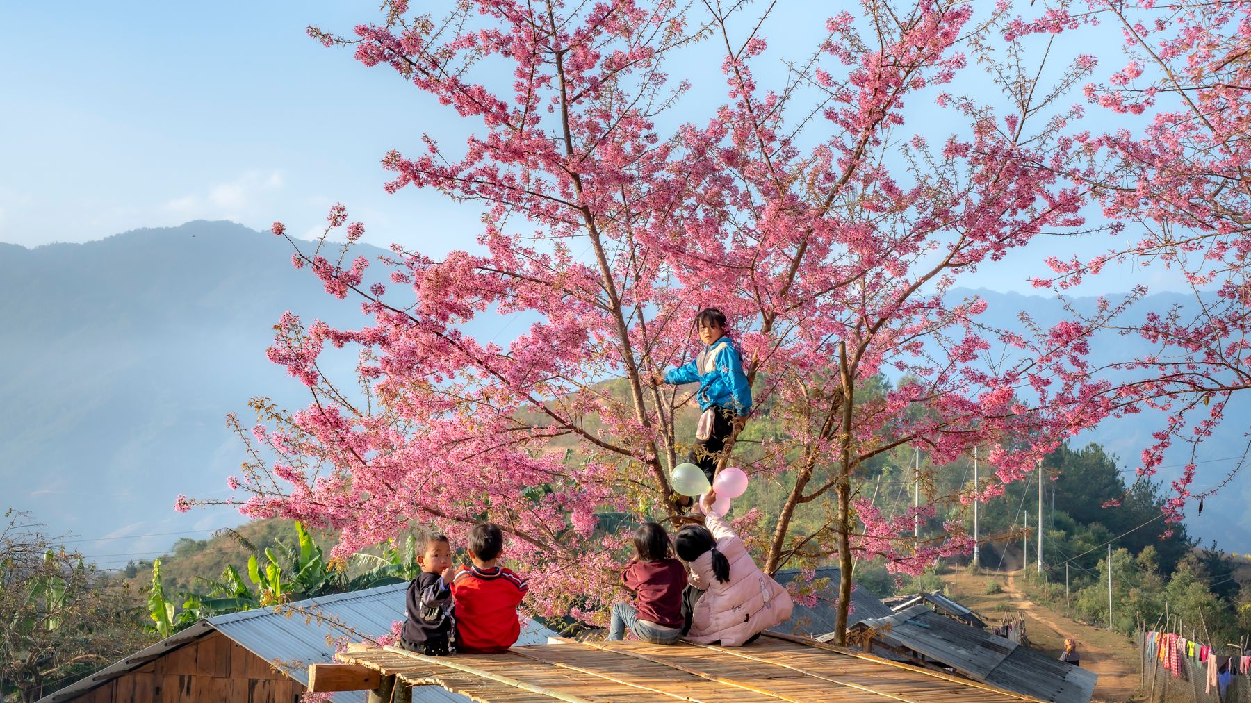 시골 산악 배경 속에서 분홍색 벚꽃 아래 즐거운 시간을 보내는 아이들.