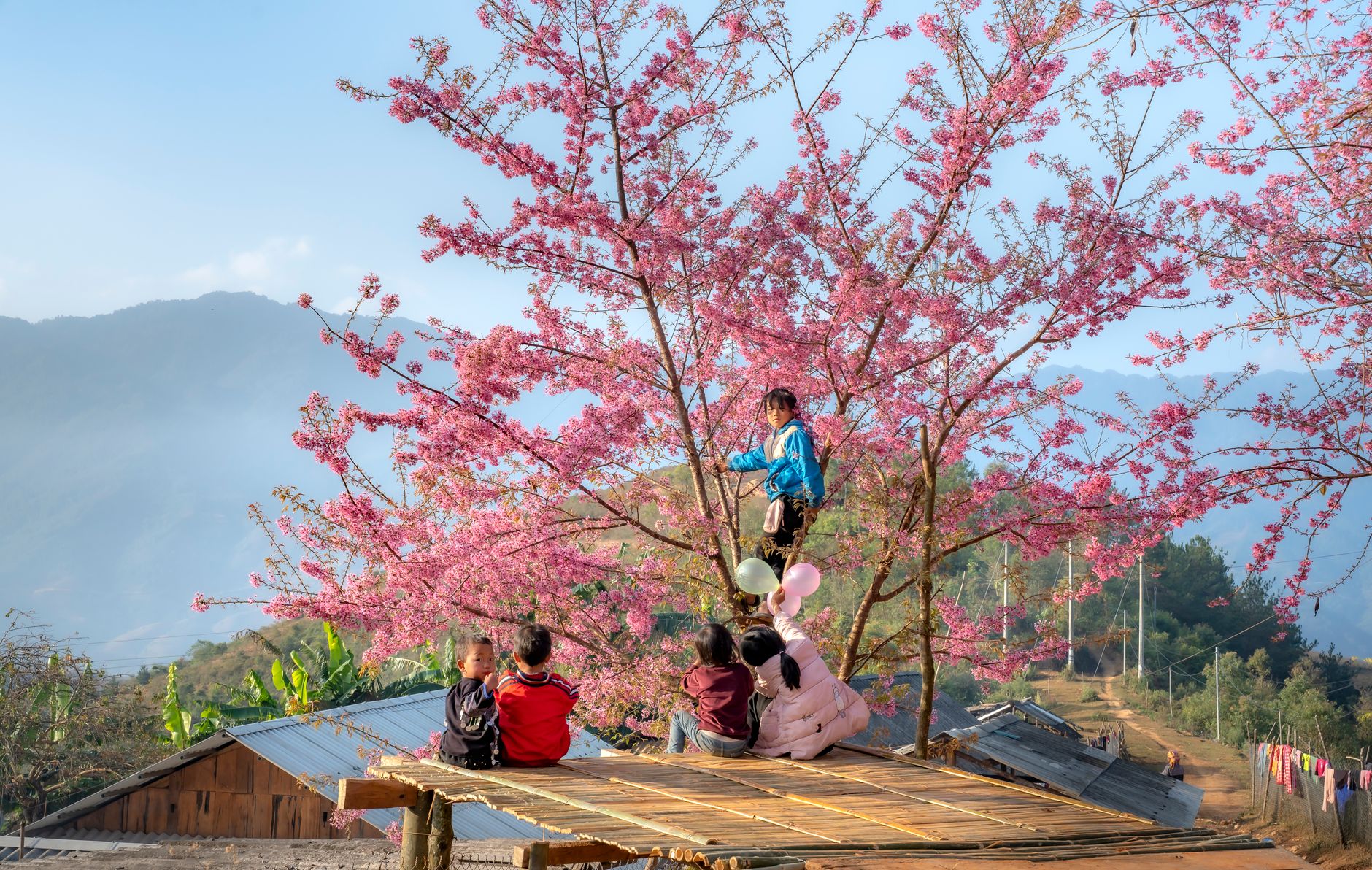 Kids enjoying a vibrant day under a beautiful pink cherry blossom in a rural mountain setting.