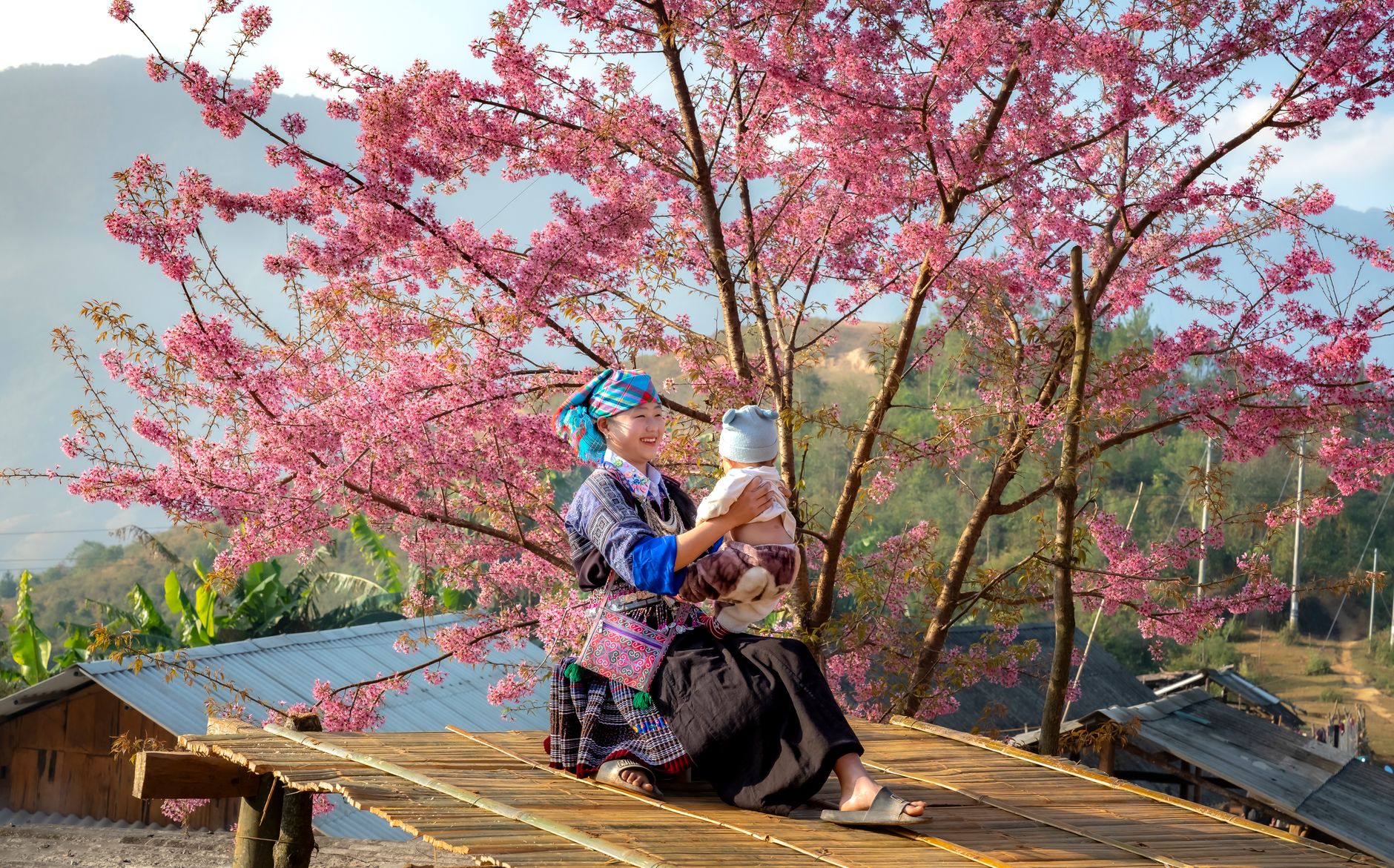 A mother and child enjoy springtime beneath a blossoming cherry tree in rural Vietnam.