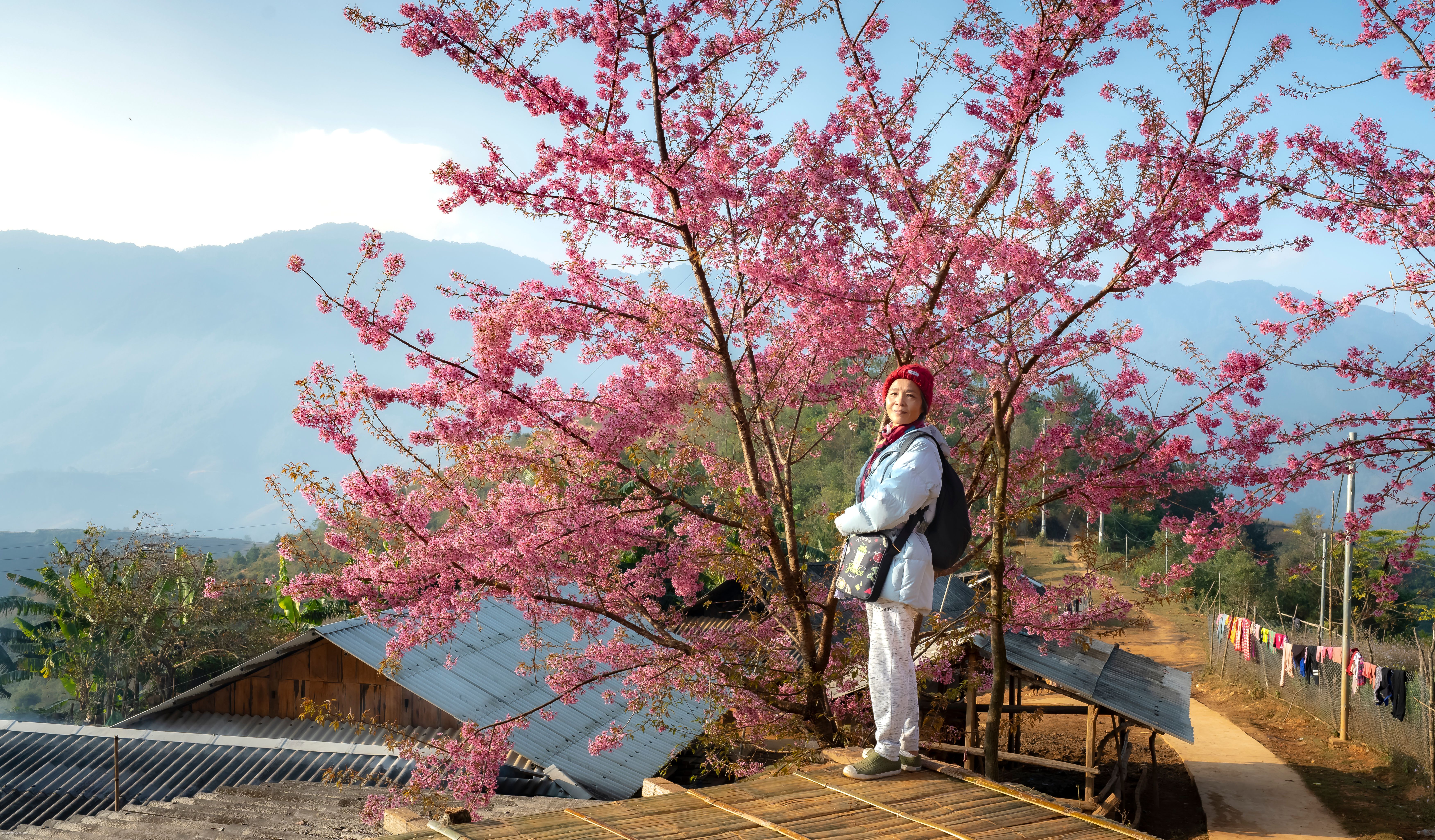 A woman standing next to a vibrant cherry blossom tree in rural Vietnam, reflecting serenity and natural beauty.