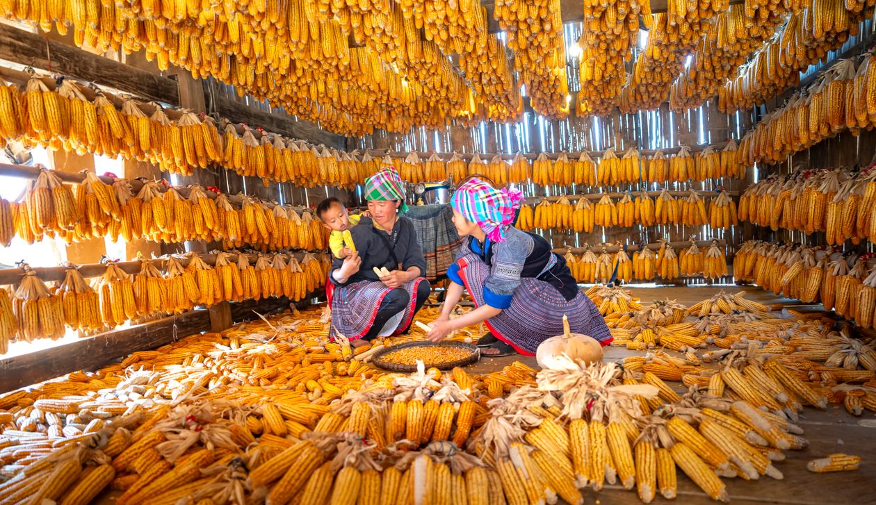 Gradan Traditional Corn Harvest and Drying Process · Free Stock Photo