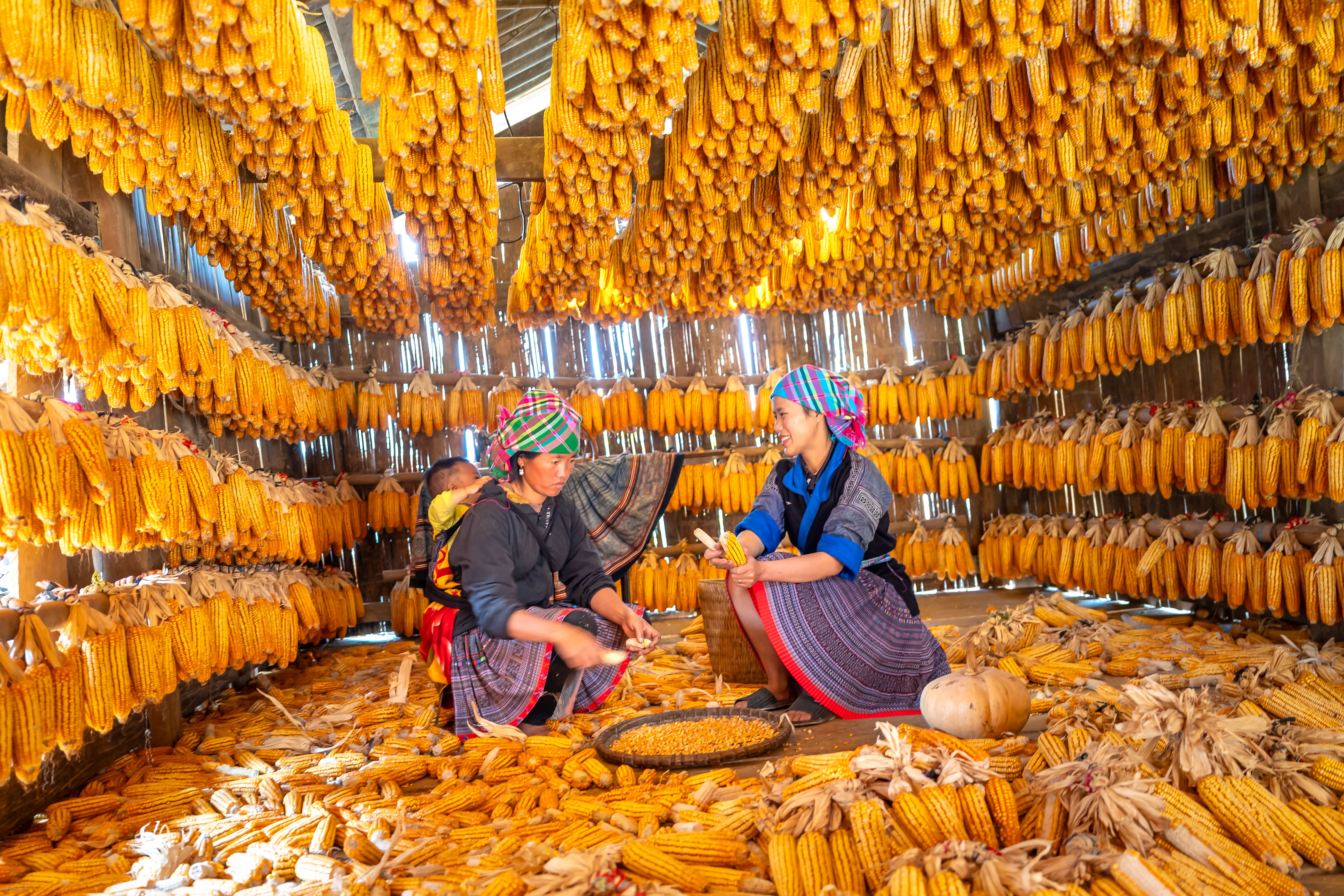 Traditional Corn Harvest in Ethnic Village · Free Stock Photo