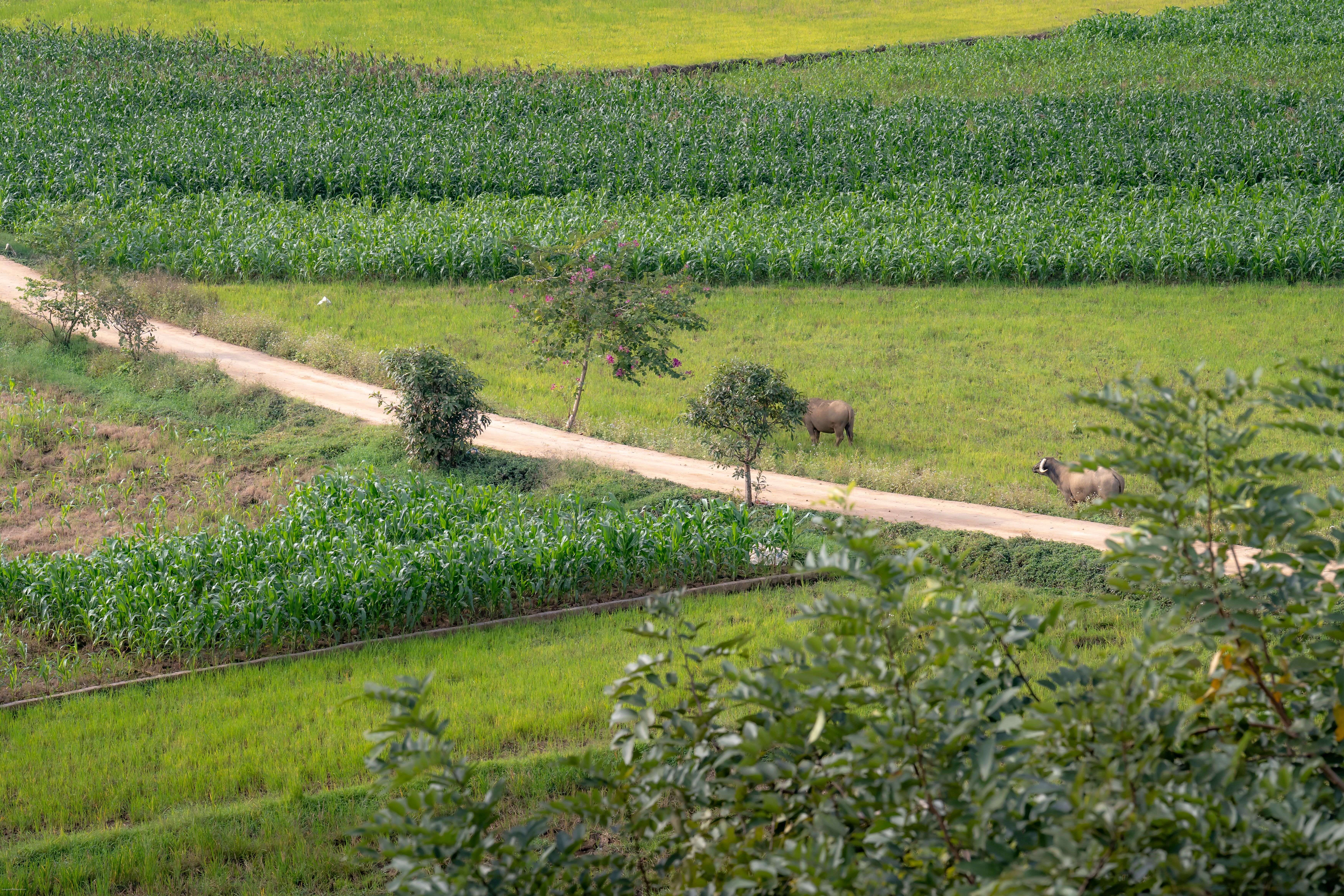 Rural Pathway Through Green Farmland Landscape · Free Stock Photo