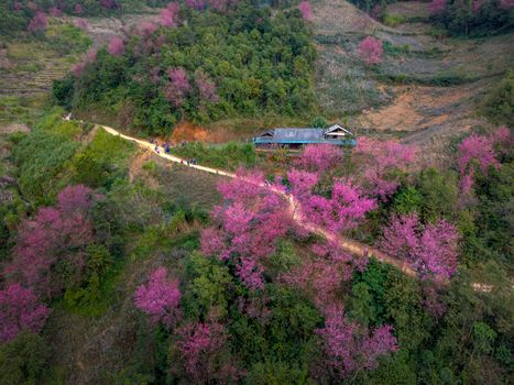 A stunning aerial view of cherry blossoms in full bloom in rural Vietnam.