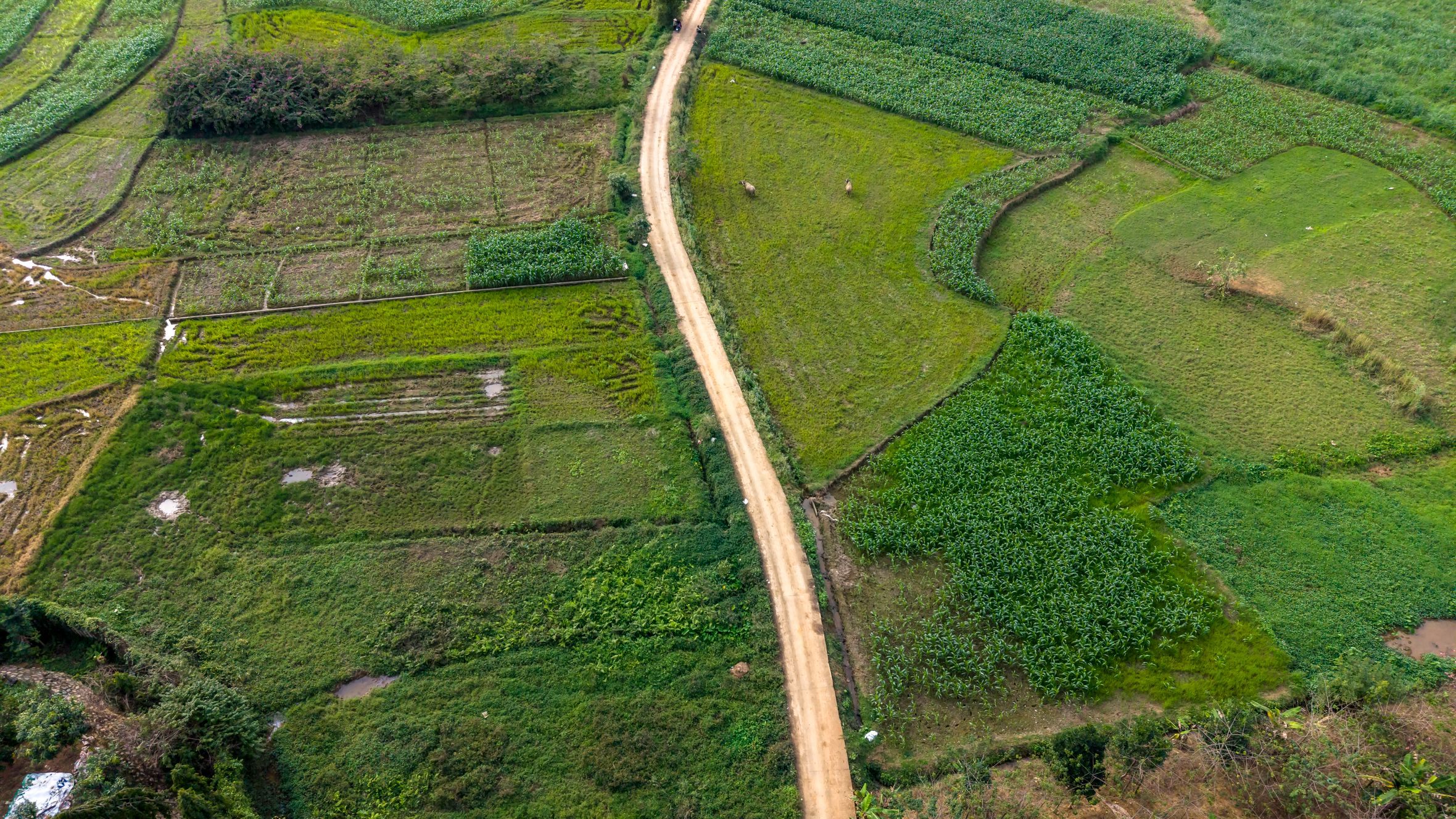 Aerial shot of lush green rice fields divided by a winding dirt road in Vietnam.