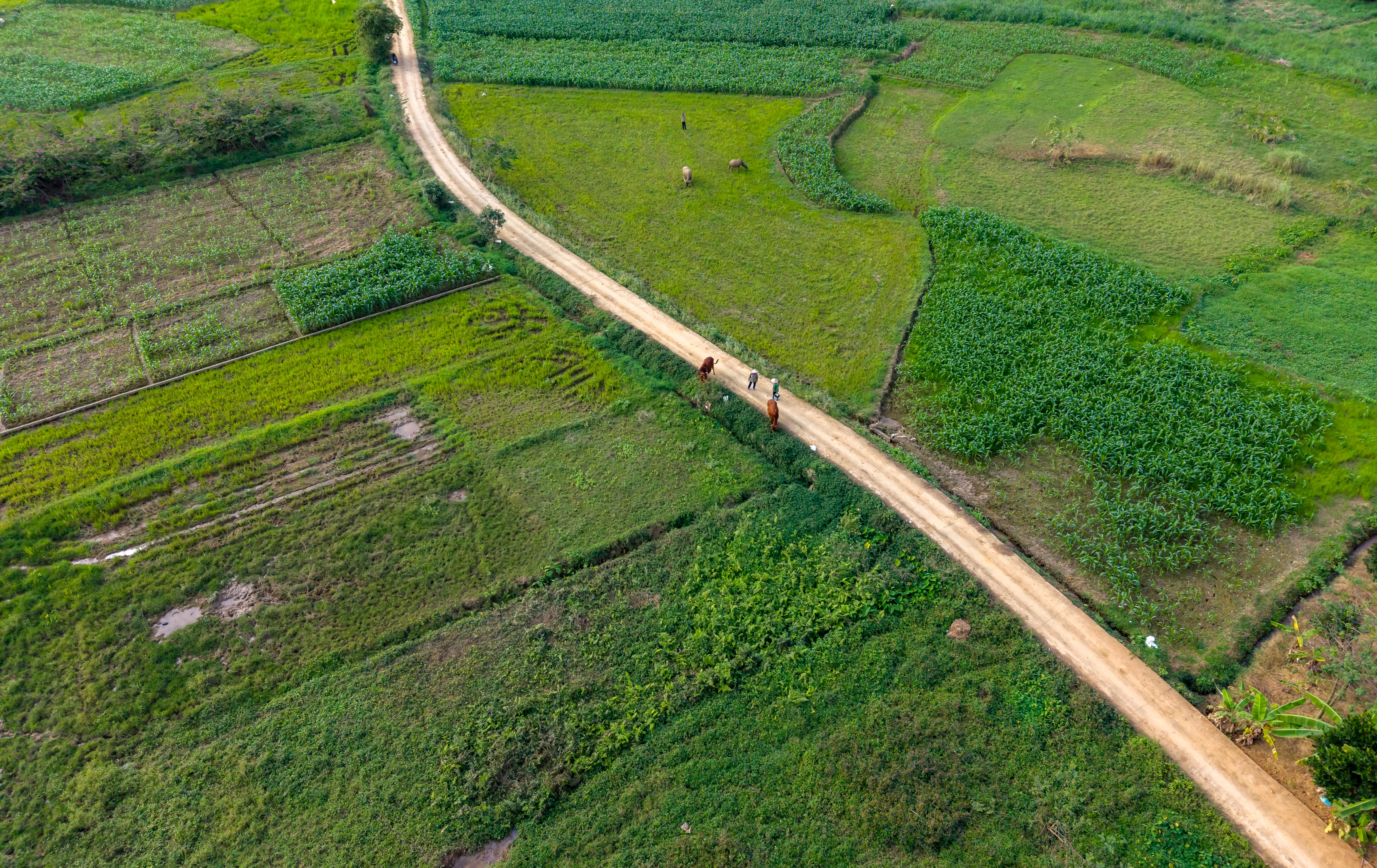 Aerial View of Rural Vietnamese Fields and Pathway · Free Stock Photo