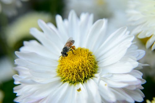 Kostenloses Stock Foto zu makro, makroaufnahme, makrofotografie