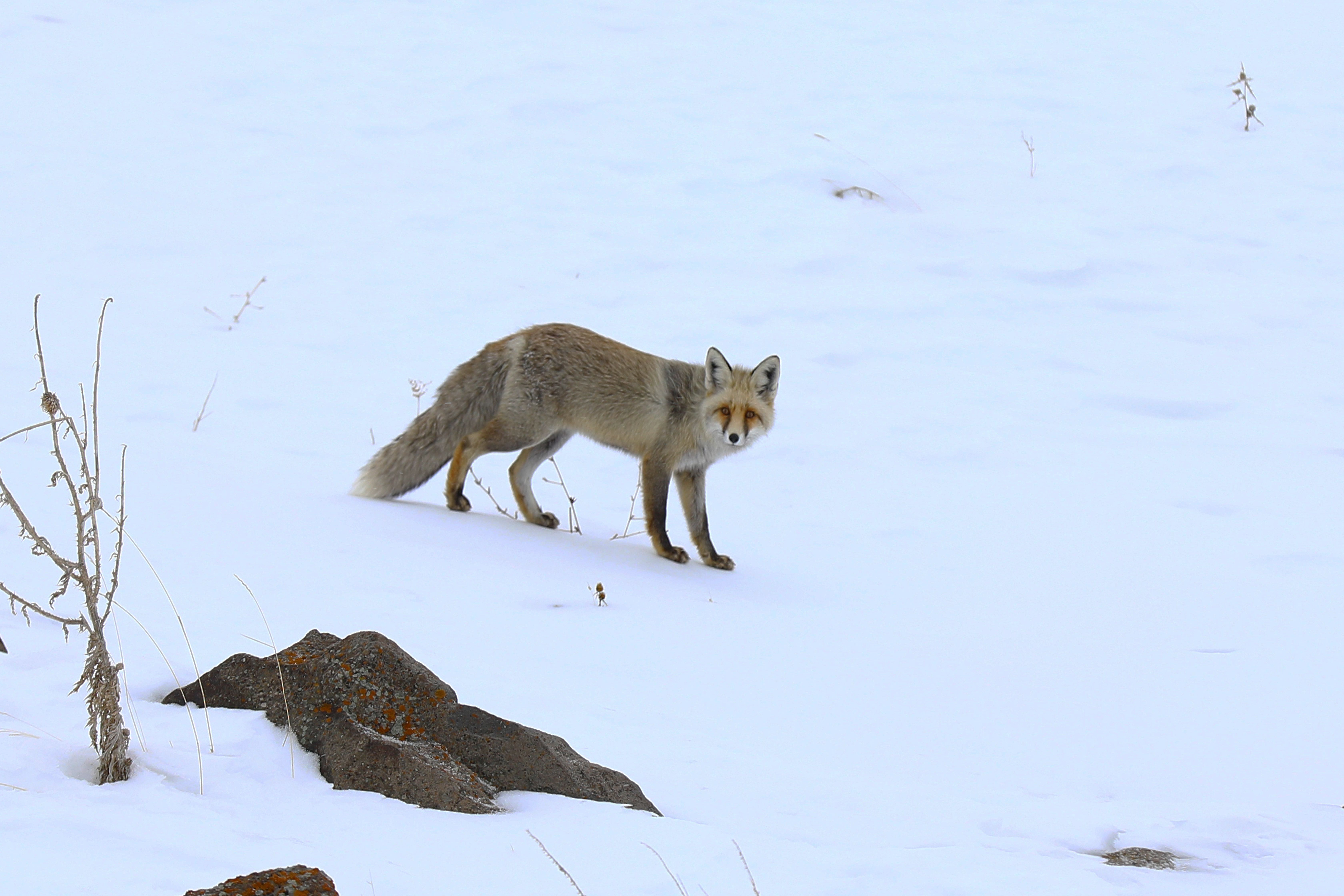 What is the true fox habitat? - The Institute for Environmental ...