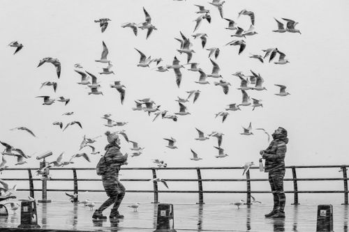 Free Two individuals feed seagulls on a pier in a dramatic black and white setting. Stock Photo