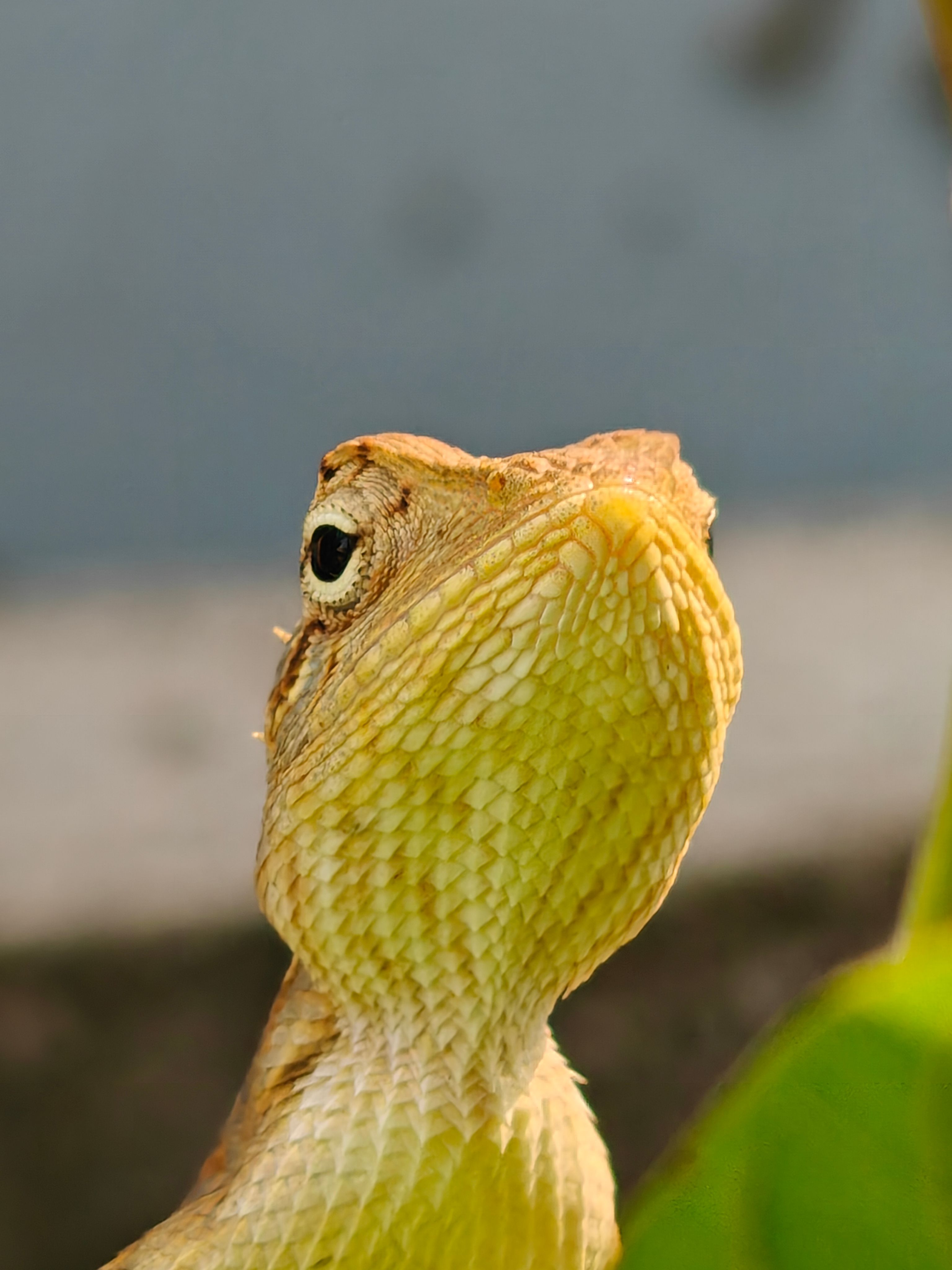 Close-up Portrait of a Green Oriental Garden Lizard · Free Stock Photo