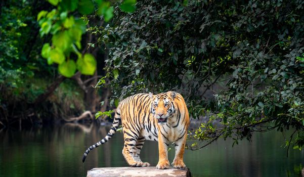 Majestic tiger stands on rock amidst vibrant jungle, showcasing wildlife beauty.
