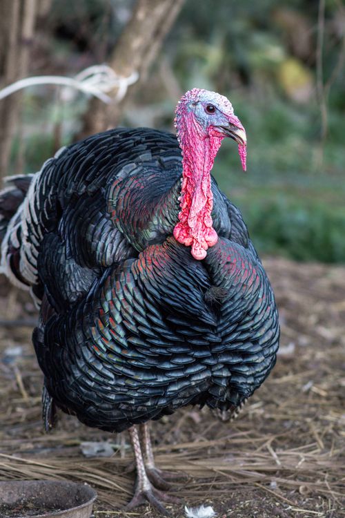 Free Close-up of a turkey in Jendouba, Tunisia, showcasing its vibrant plumage outdoors. Stock Photo