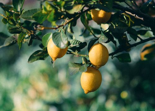 Free Close-up of a lemon tree branch with ripe yellow lemons in Jendouba, Tunisia. Stock Photo
