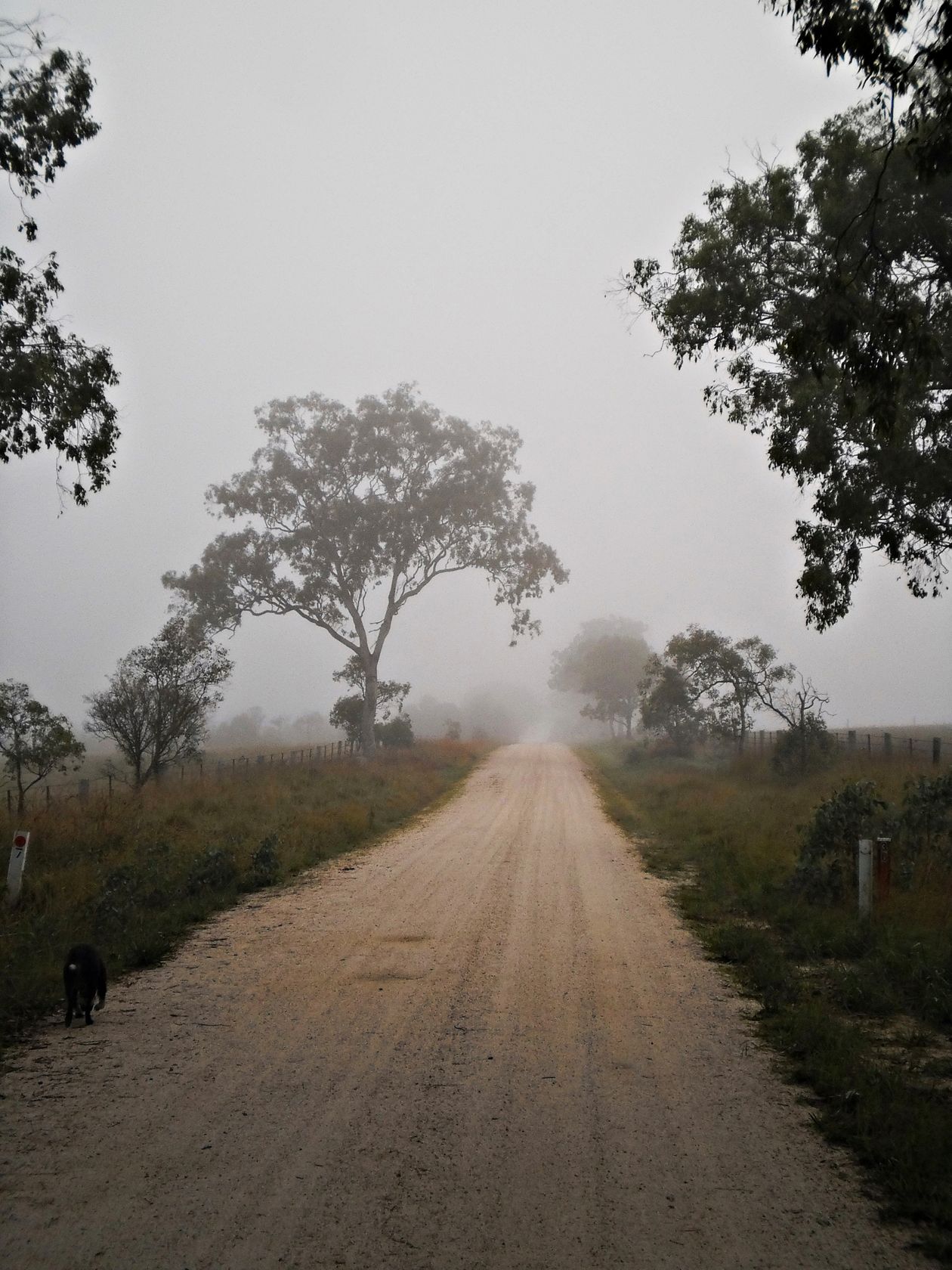 Con đường làng chìm trong sương sớm ở bang New South Wales, nước Úc