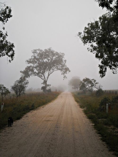 Free Foggy morning on a rural road in Tenterfield, New South Wales. Stock Photo