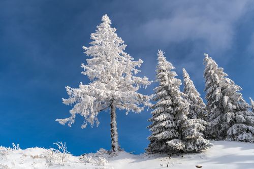 Free Scenic view of snow-covered trees under a clear blue sky in Romania. Stock Photo