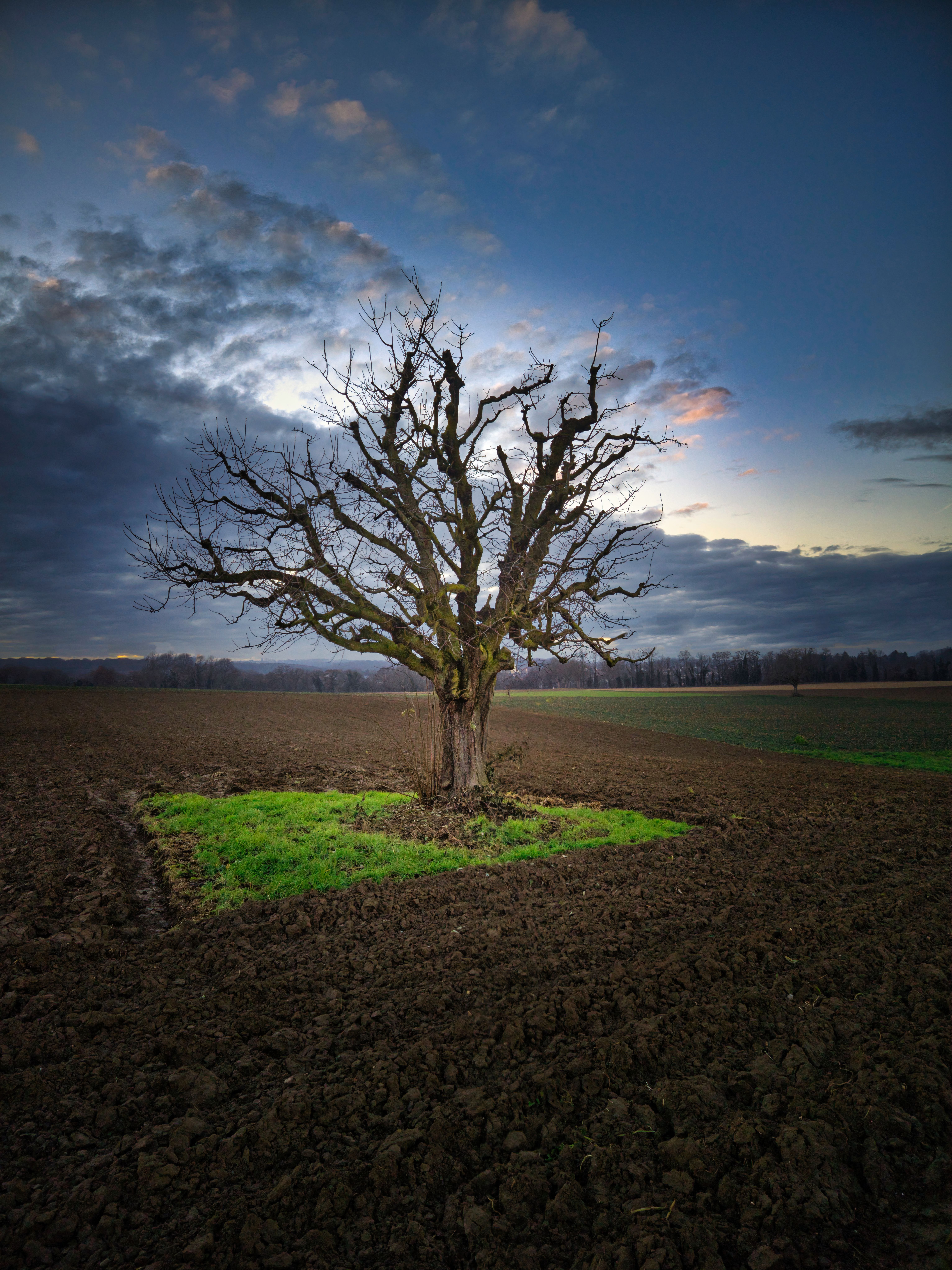 Solitary Tree in Field at Dusk · Free Stock Photo