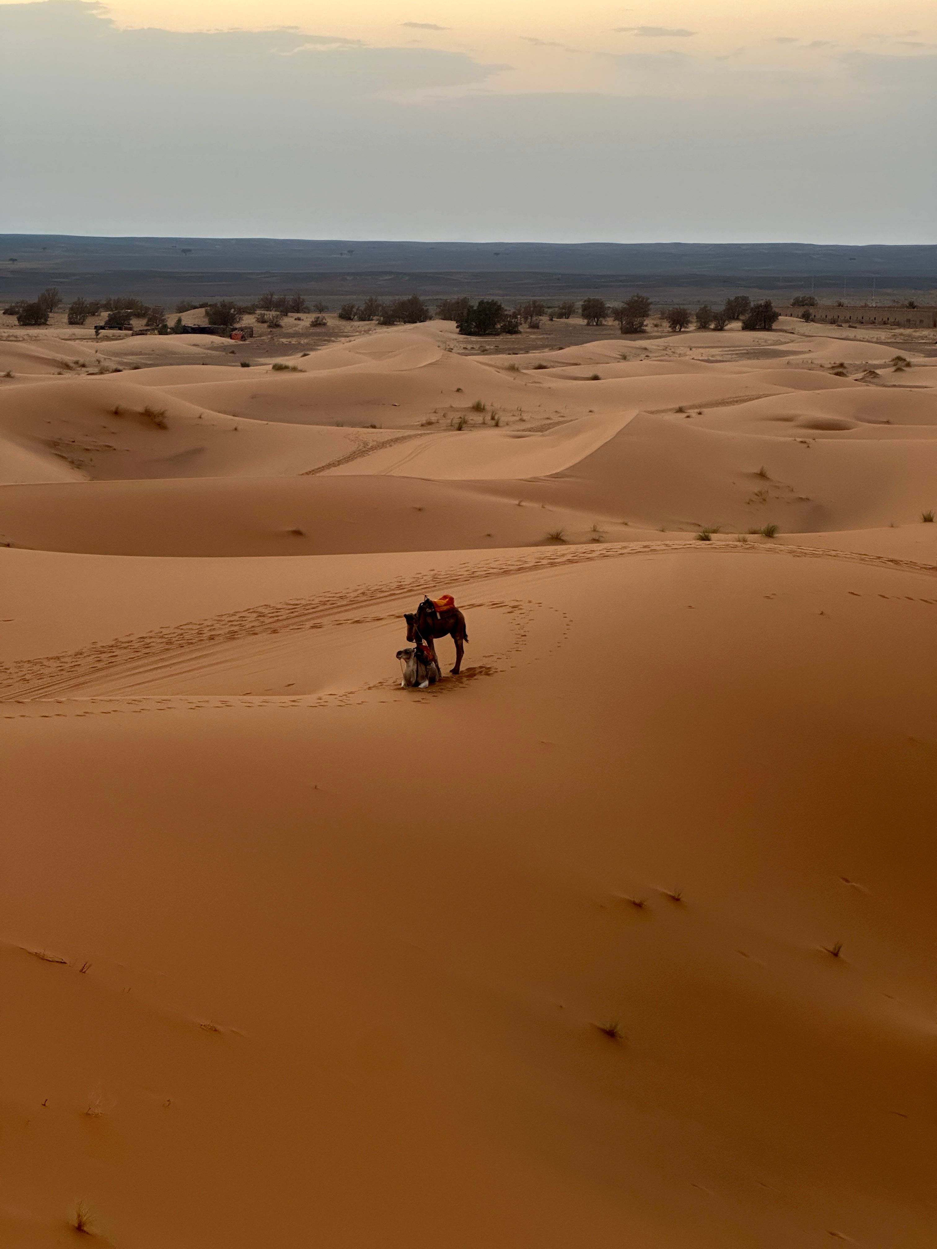 Dromadaires dunes Merzouga Sahara Maroc