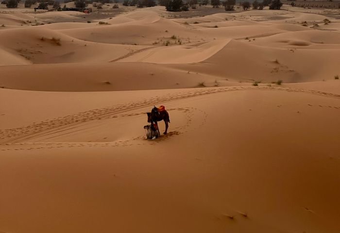 Dromadaires dunes Merzouga Sahara Maroc