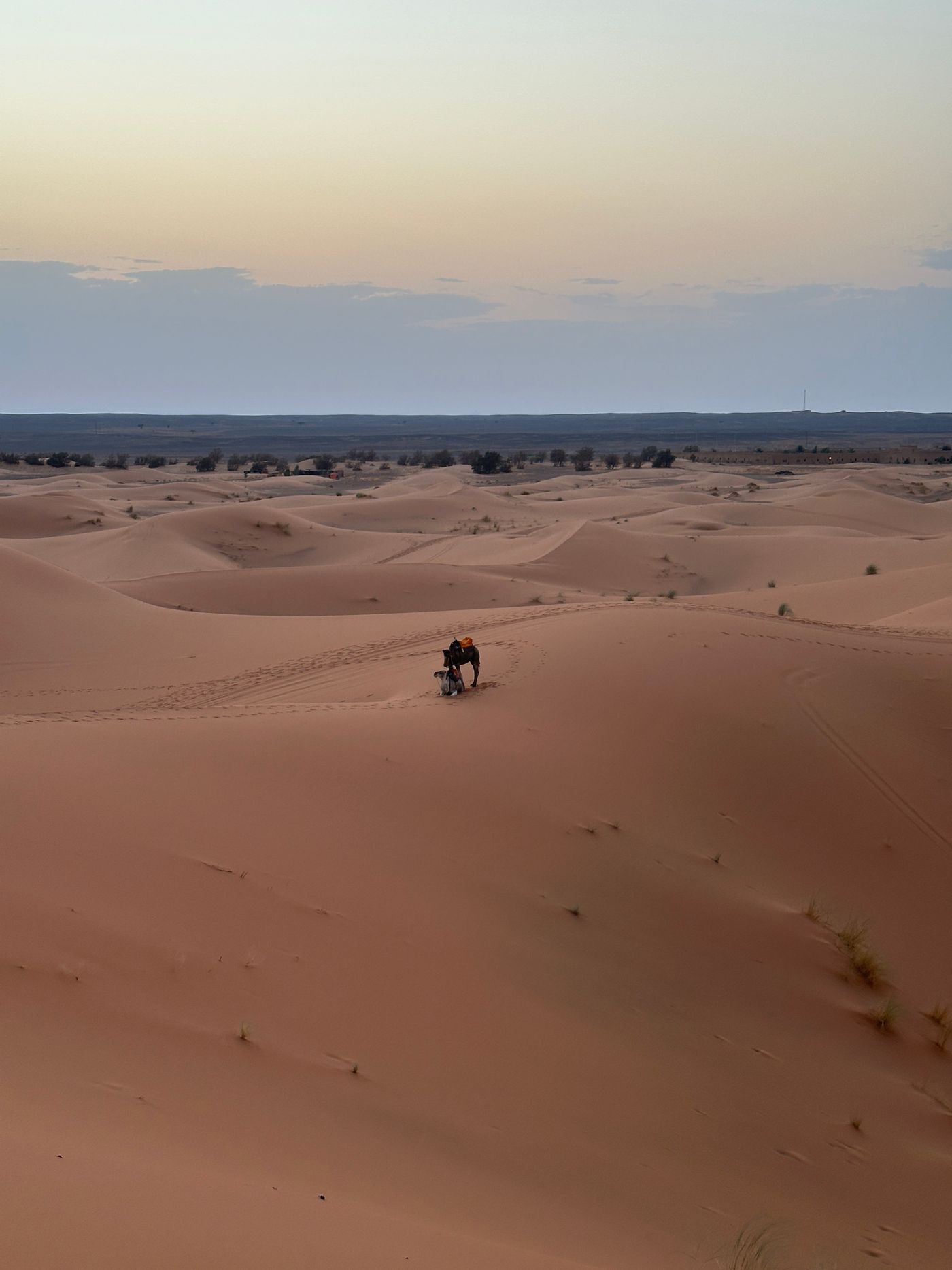 Single camel and rider crossing Sahara dunes at twilight in Morocco